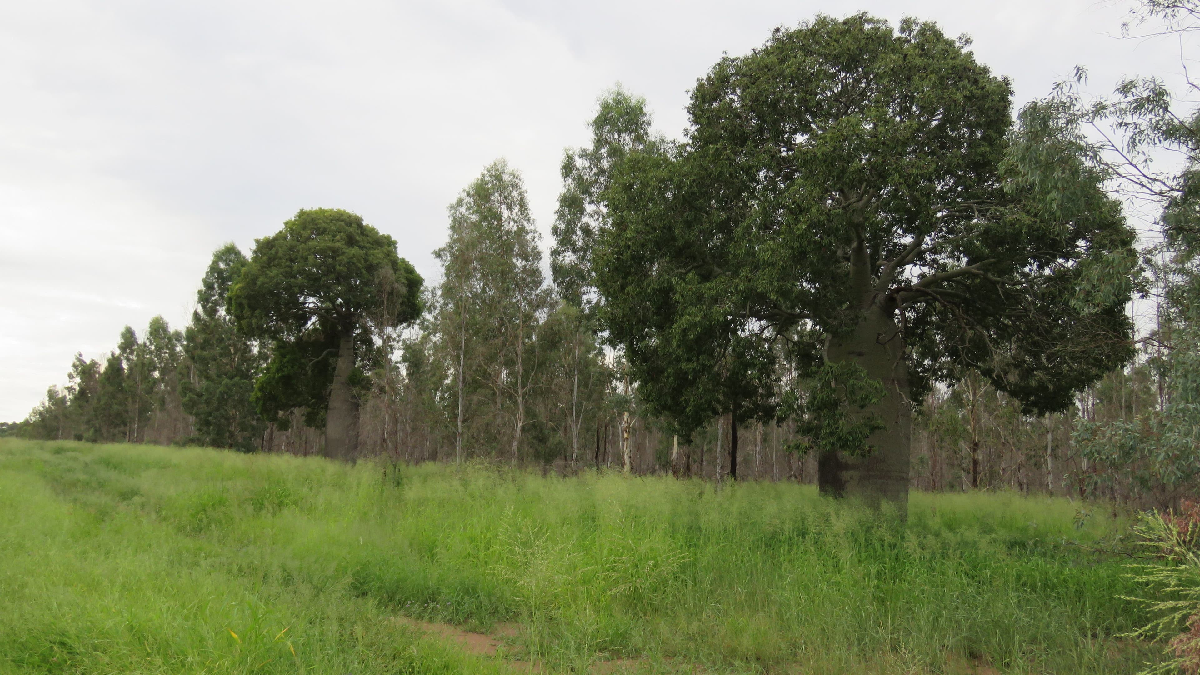 Lot 23 & 24 Proston Boondooma Road, Brigooda, Proston QLD 4613, Proston - Thumbnail 7
