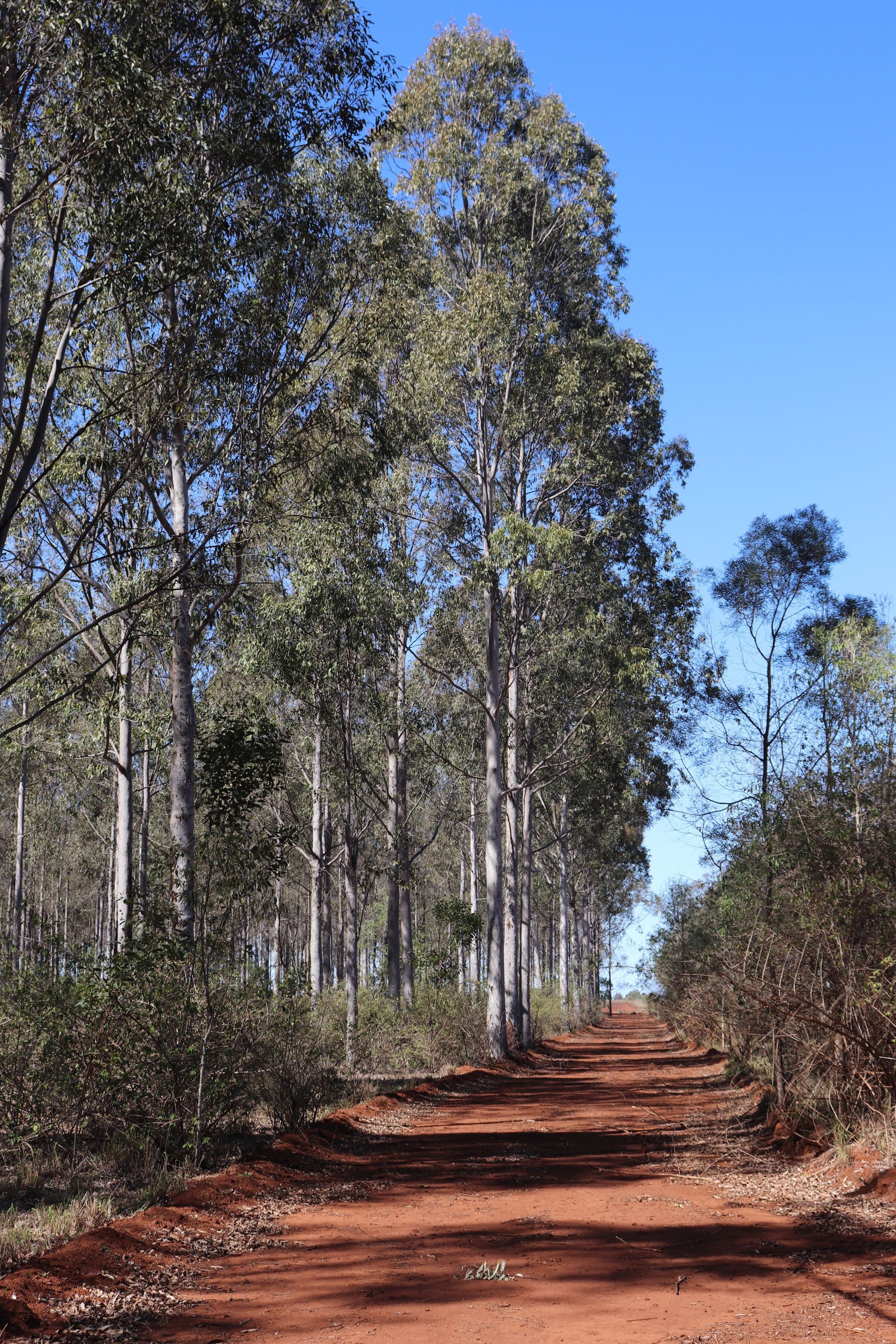 'Meredith' Forestry Road, Gurgeena QLD 4626, Gurgeena - Thumbnail 3