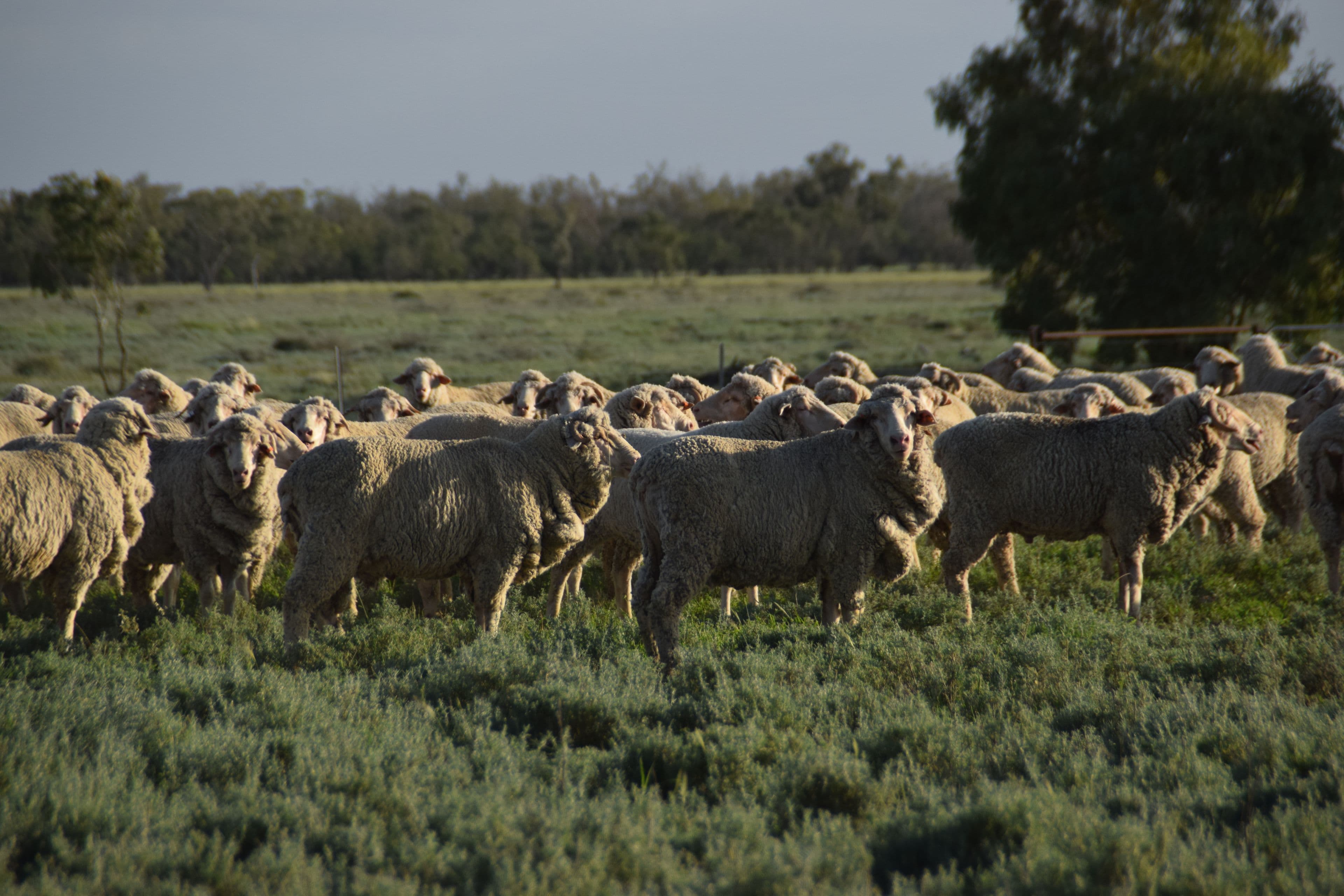 'Malabar' 2012 Wilby Wilby Road, Walgett NSW 2832, Walgett - Thumbnail 2