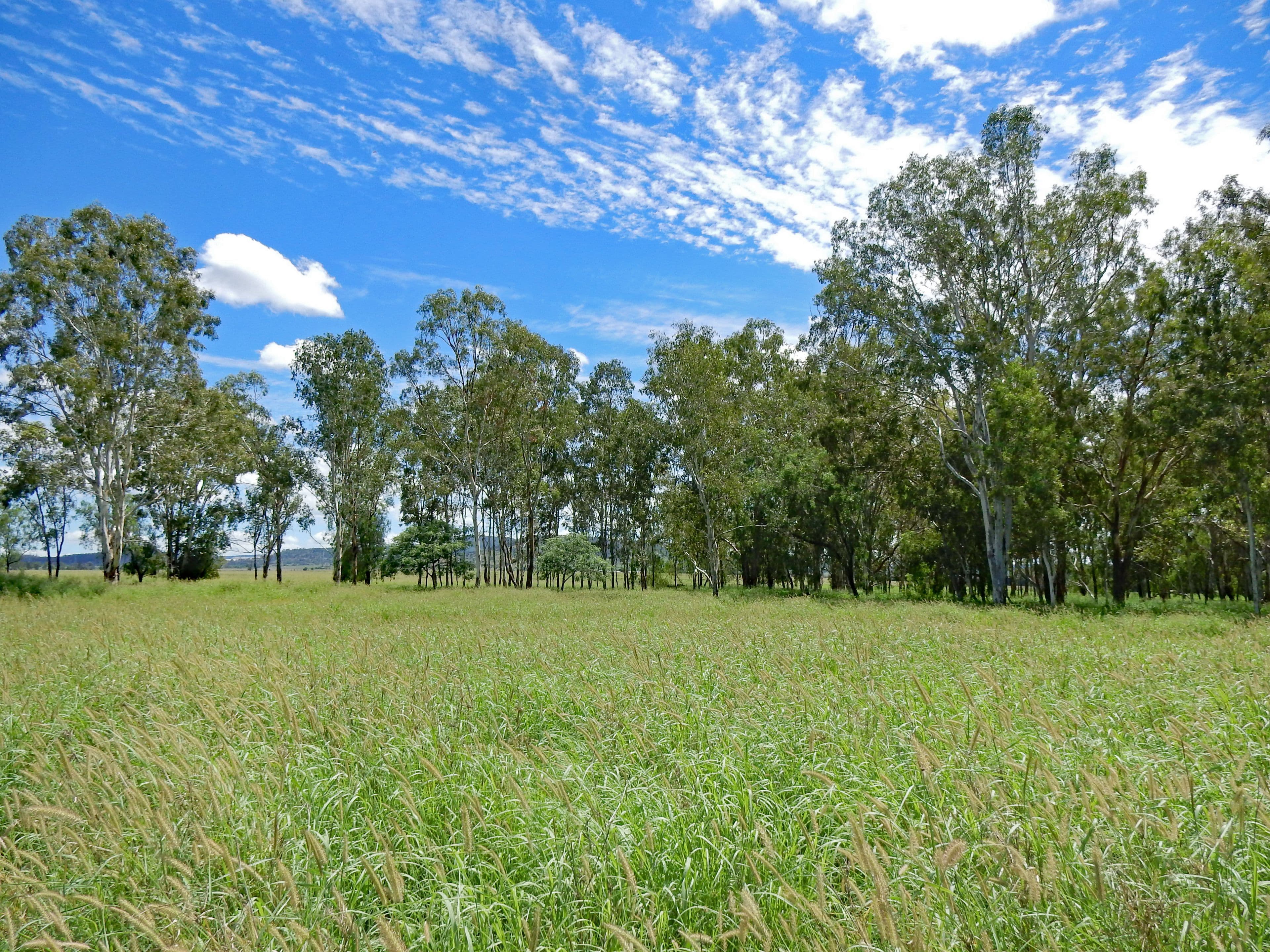 225 Biloela Callide Road, Mount Murchison QLD 4715, Mount Murchison - Thumbnail 5