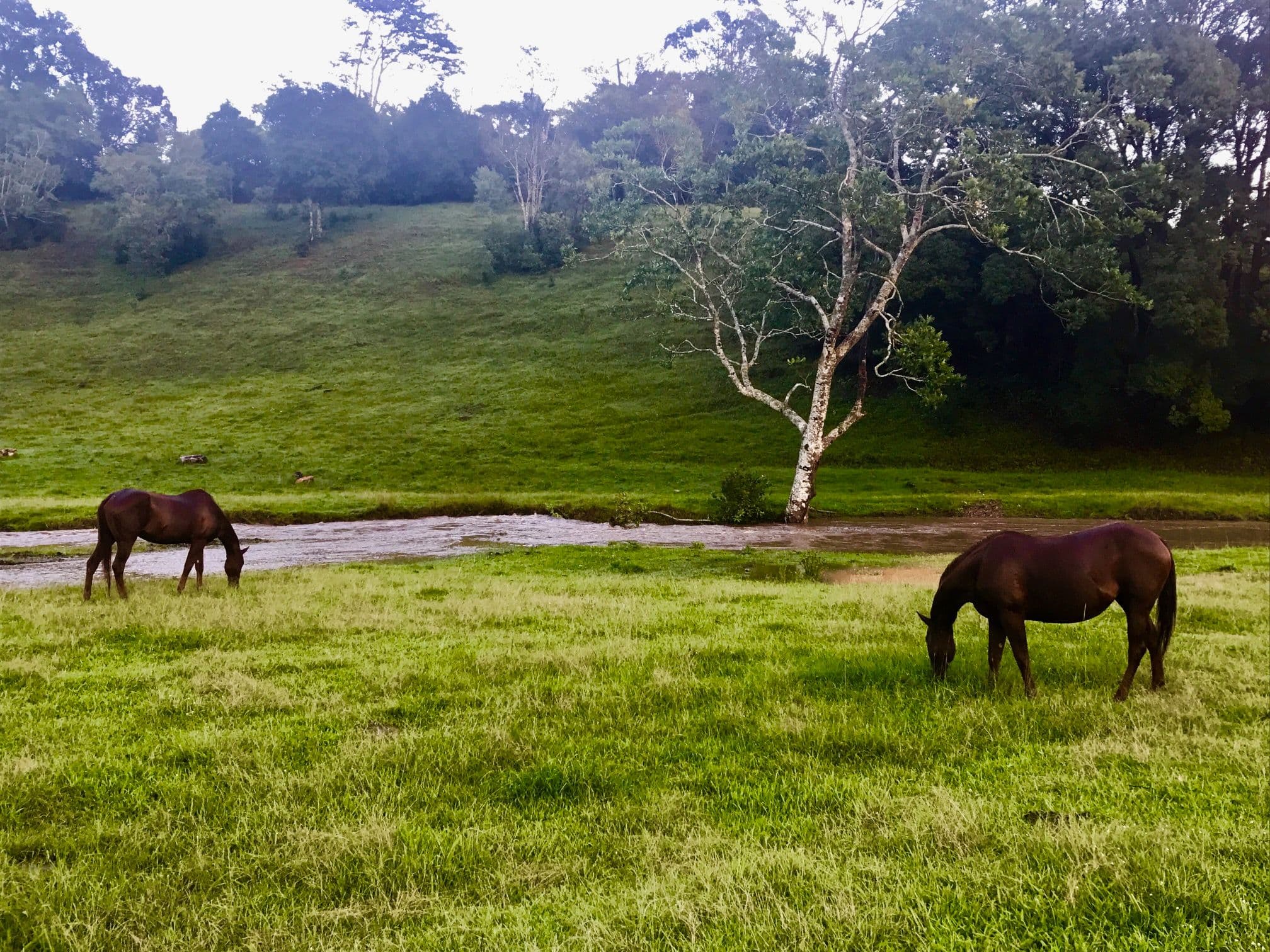 128 Syndicate Road, Tallebudgera Valley QLD 4228, Tallebudgera Valley - Thumbnail 7