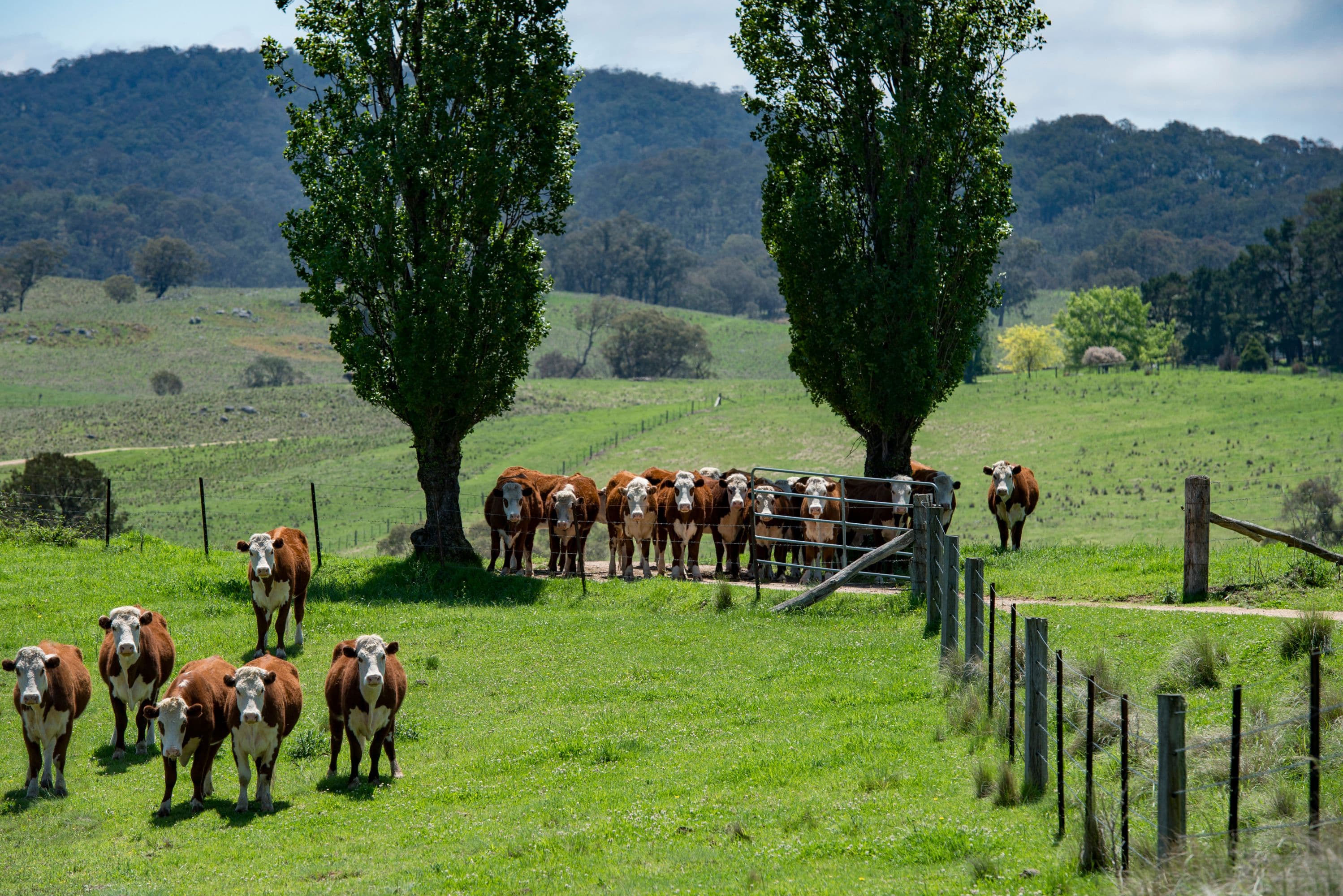 1043 Billirimba Road, Tenterfield NSW 2372, Tenterfield - Thumbnail 7