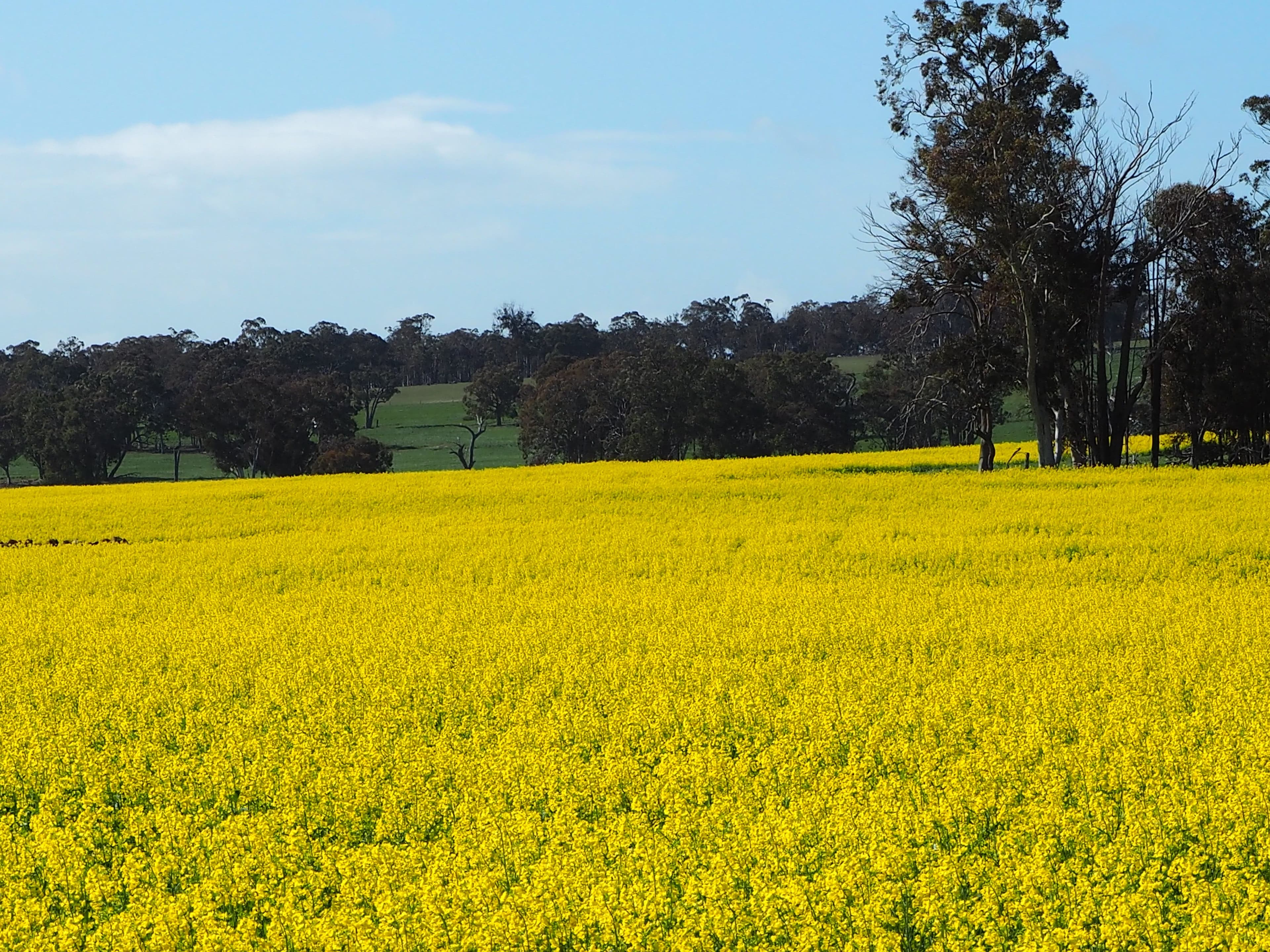 Tarwilli Collie-Changerup Road, Kojonup WA 6395, Kojonup - Thumbnail 3