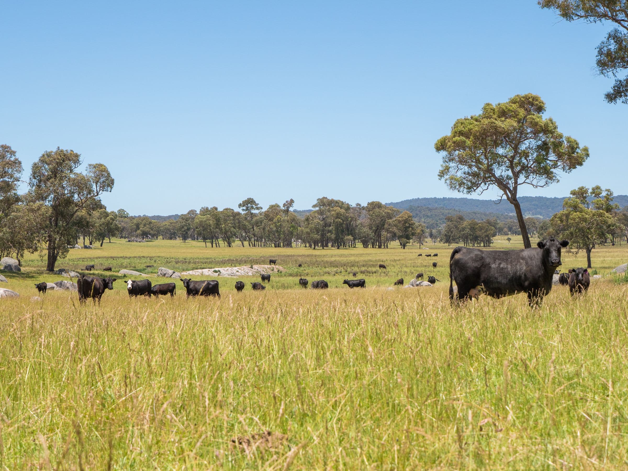 286 Mount Mitchell Road, Guyra NSW 2365, Guyra - Thumbnail 2