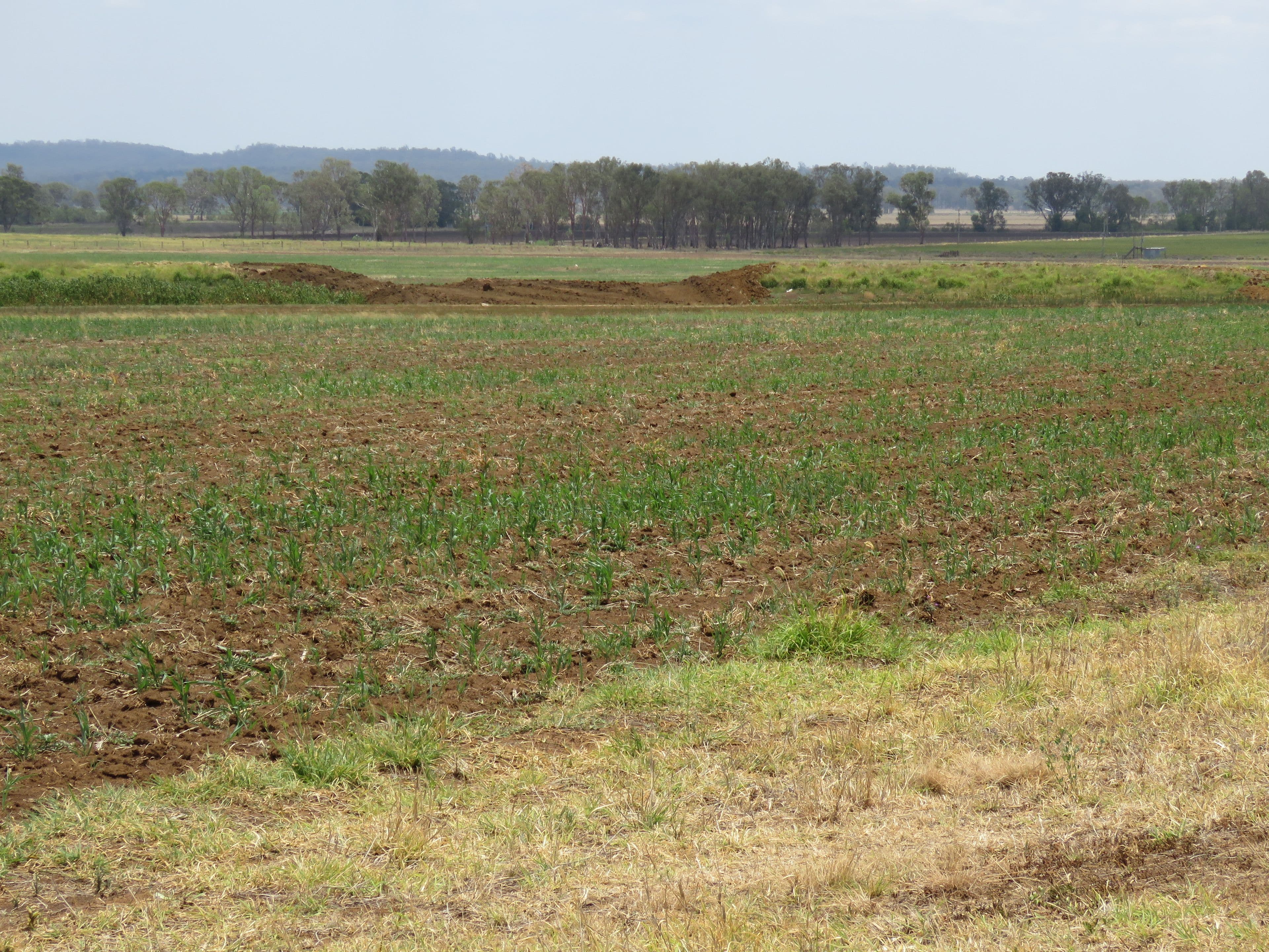 848 Mondure Wheatlands Road, Mondure QLD 4611, Mondure - Thumbnail 3
