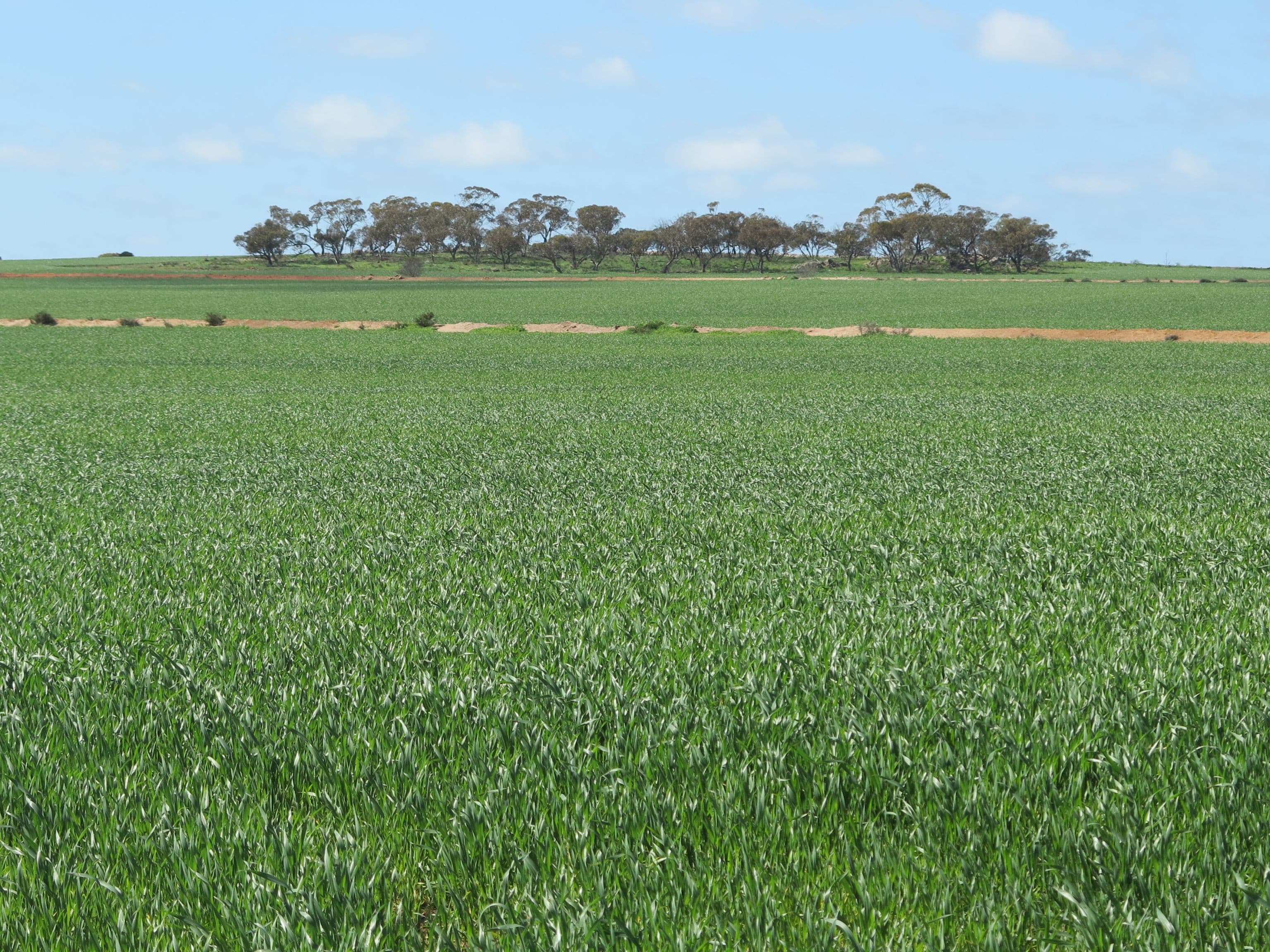 Mitchells North, Coorow WA 6515, Coorow - Thumbnail 6