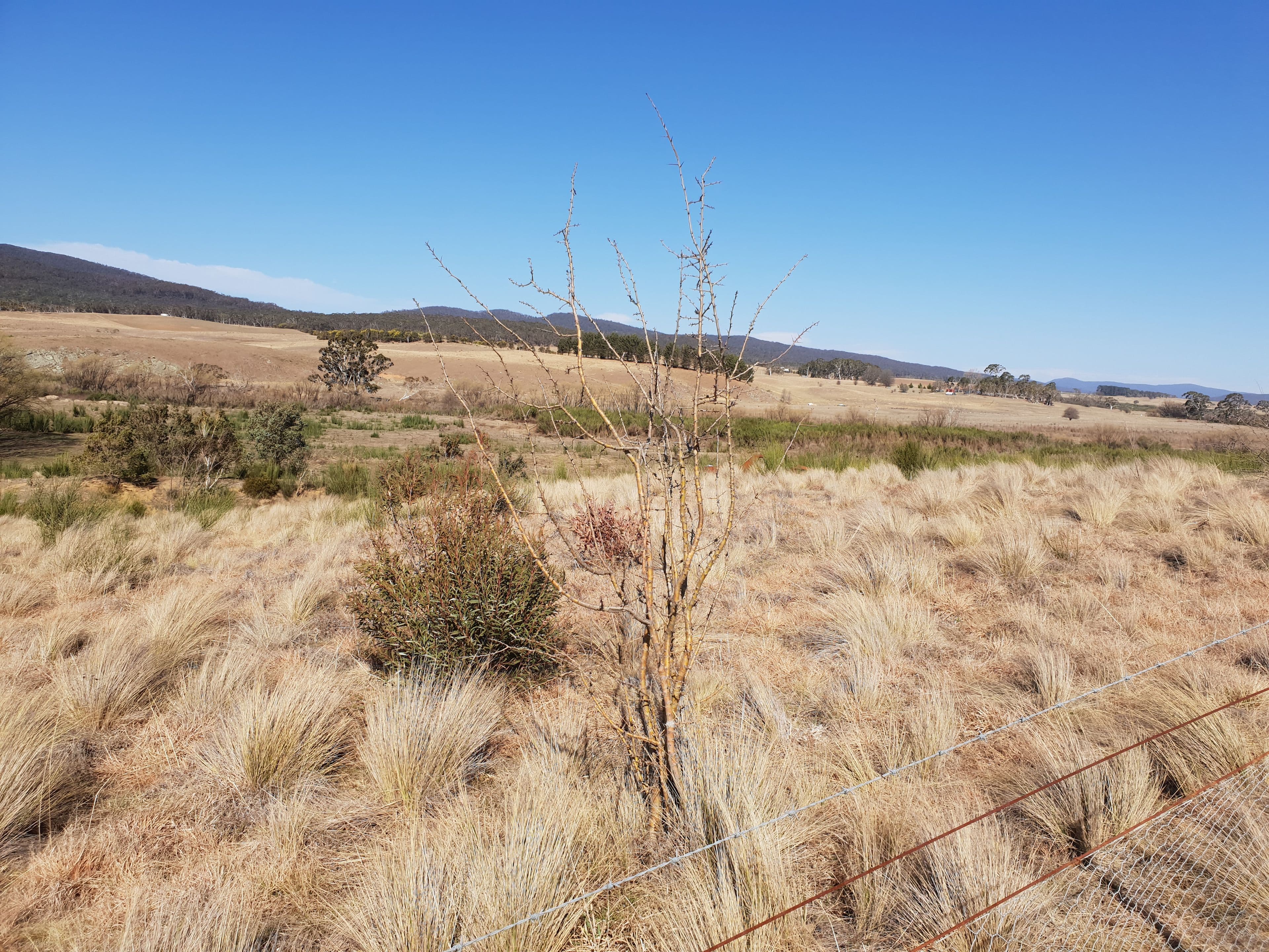 4639 Cooma Road, Krawarree, Braidwood NSW 2622, Braidwood - Thumbnail 6