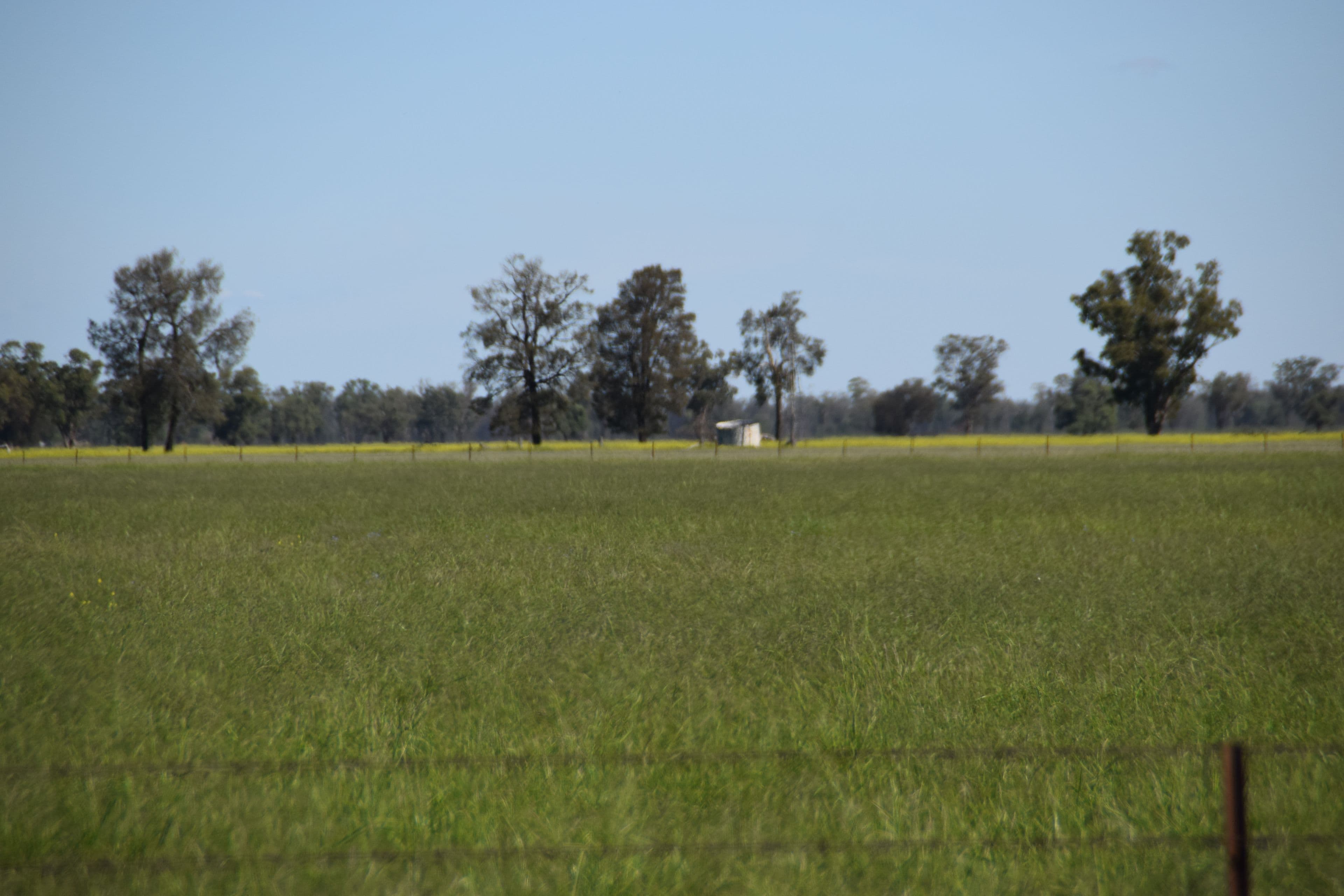 'Fairview' 339 Wyuna Road, Curban NSW 2827, Curban - Thumbnail 4