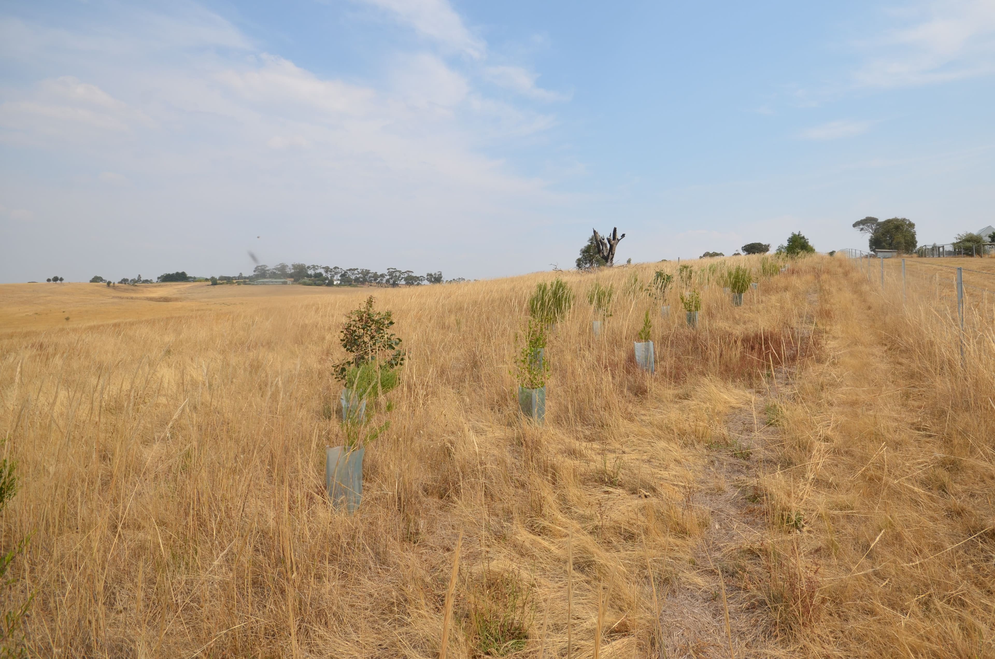Lot 1 North South Road, Carngham  Victoria  3351, Australia, Carngham - Thumbnail 8
