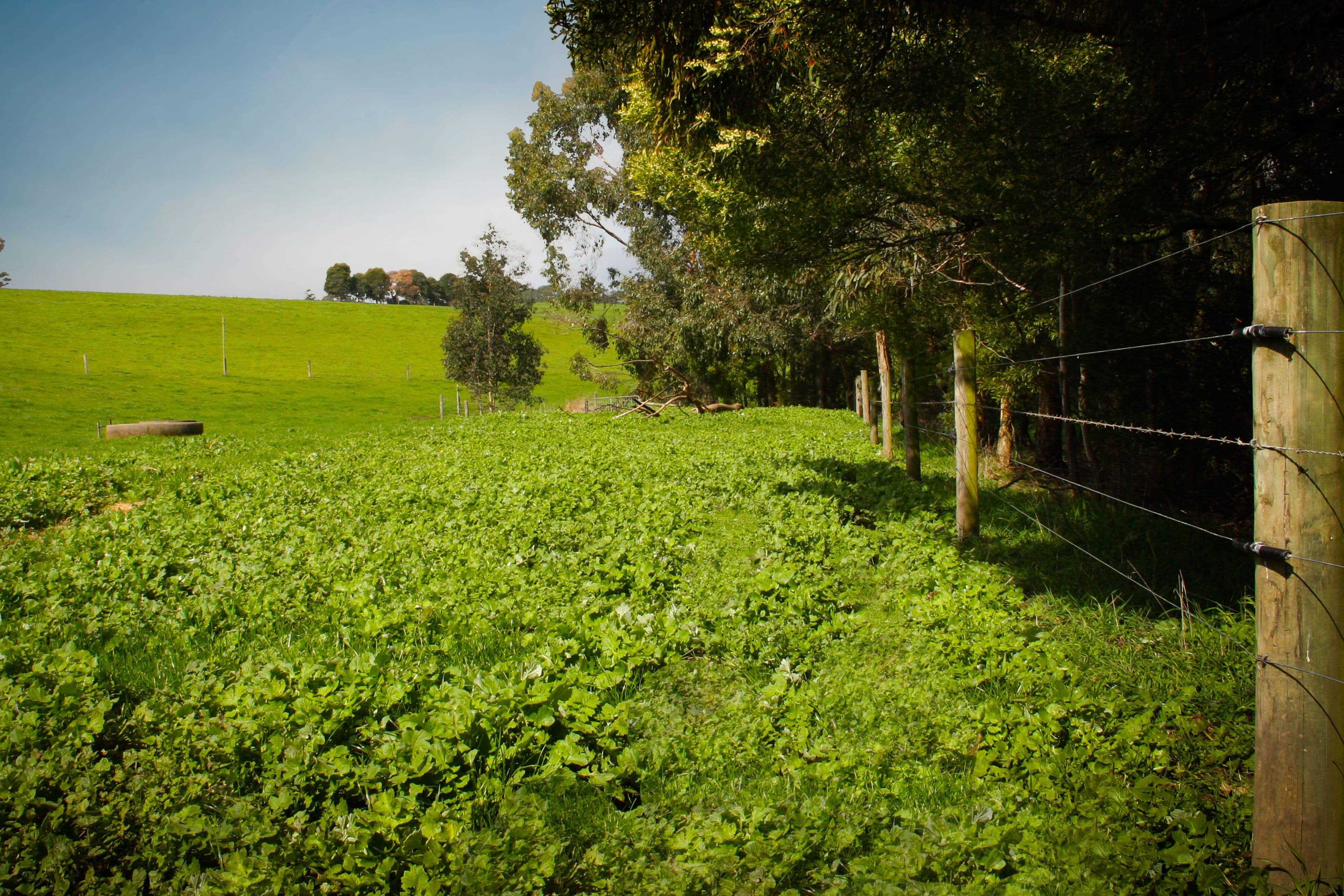 1815 Lardners Track, TORWOOD VIC 3821, Torwood - Thumbnail 7