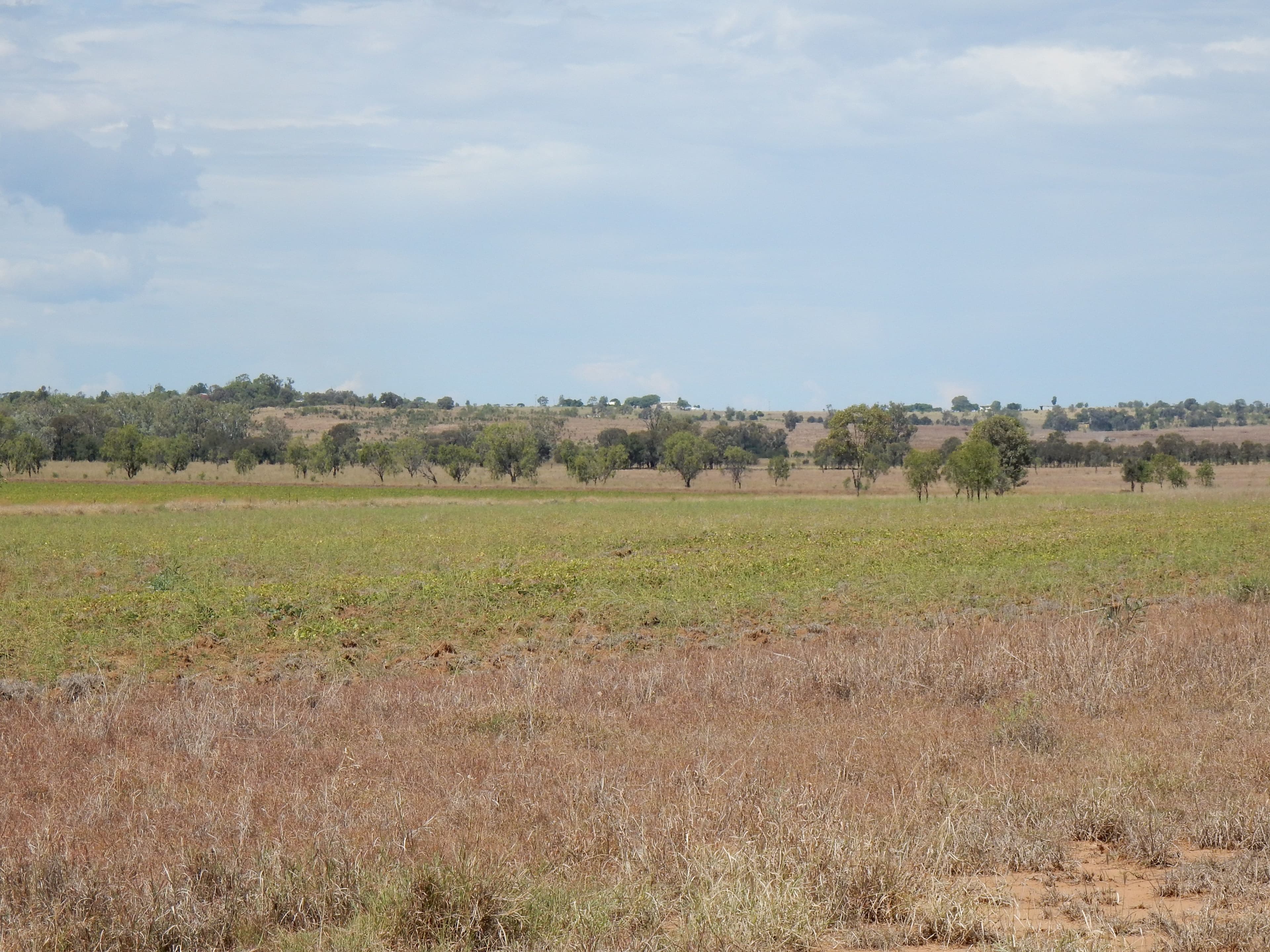 135 Austins Road, Theodore QLD 4719, Theodore - Thumbnail 7