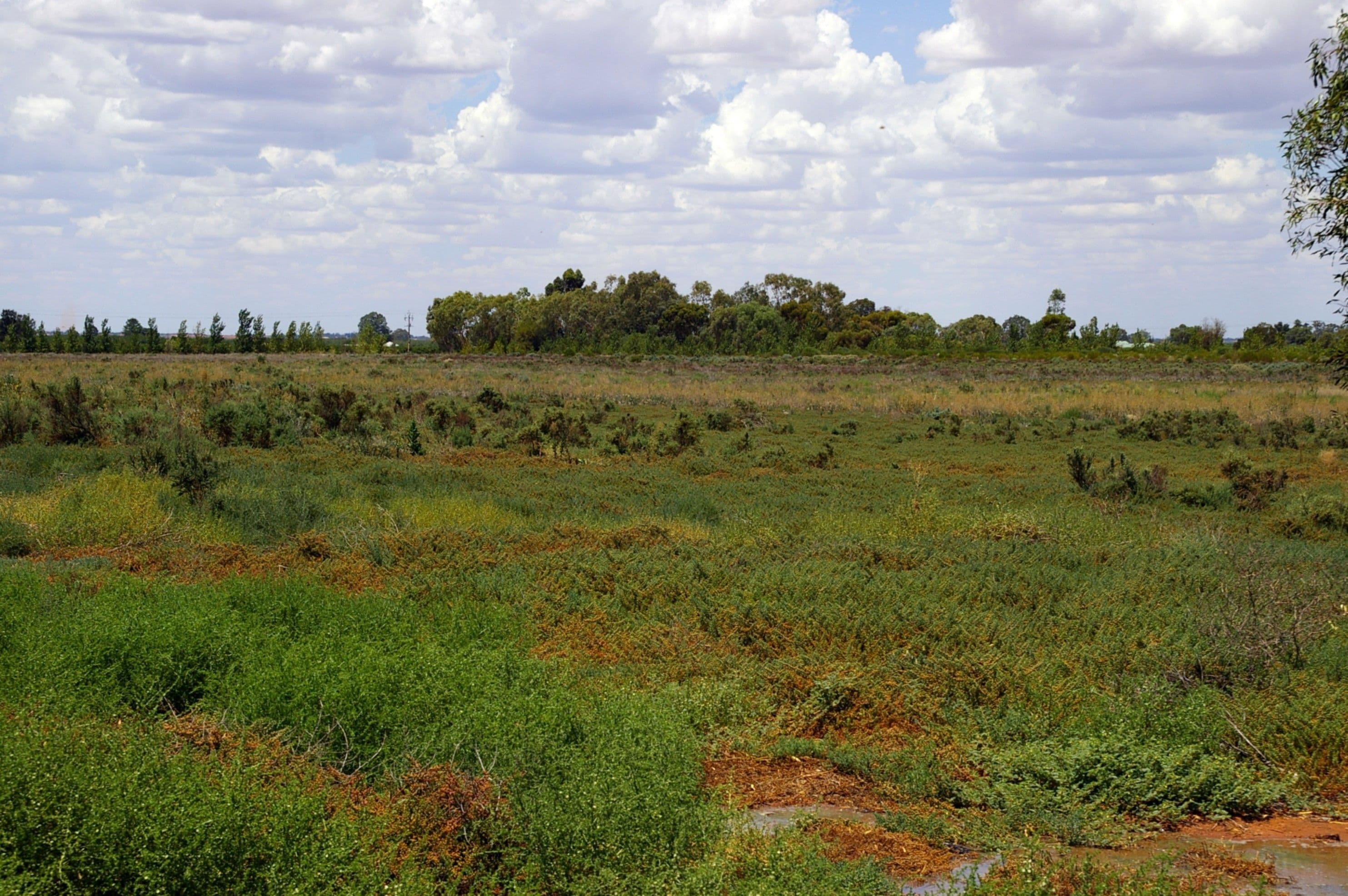 Lot 1 Wentworth Road, Renmark SA 5341, Renmark - Thumbnail 2