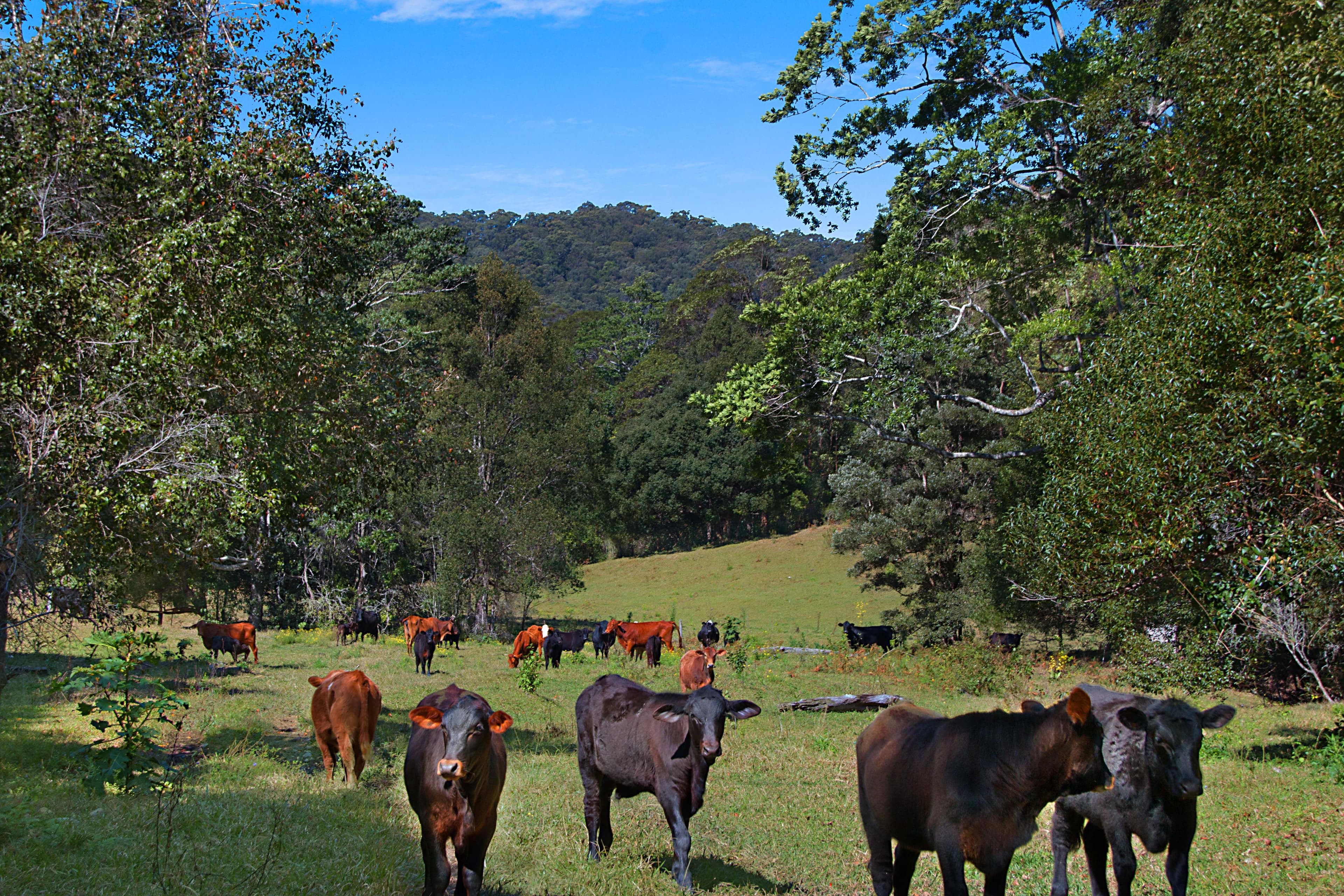 679 Urliup Road, Urliup NSW 2484, Urliup - Thumbnail 4