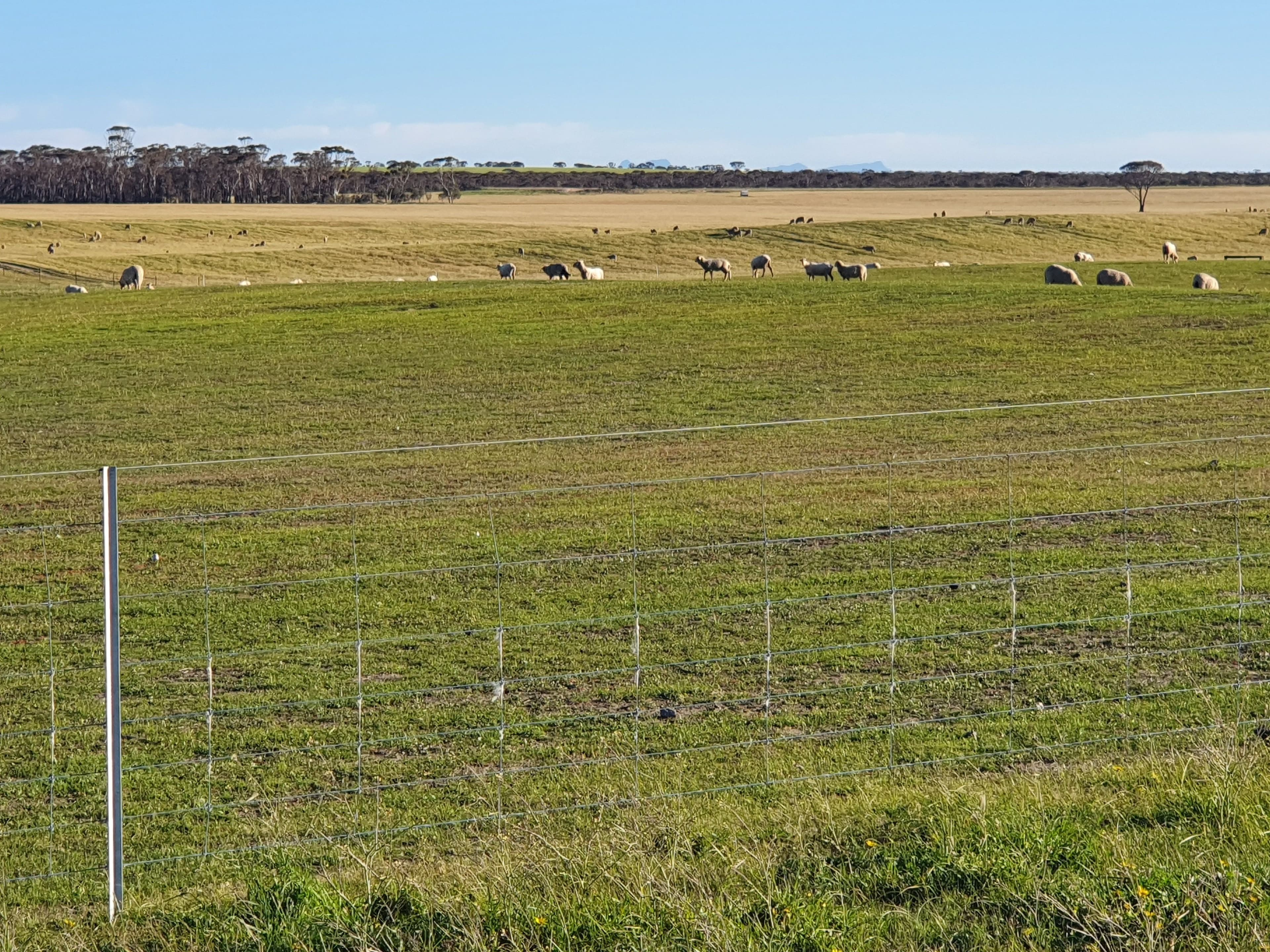 2405 North Needilup Road, Pingrup WA 6343, Pingrup - Thumbnail 6