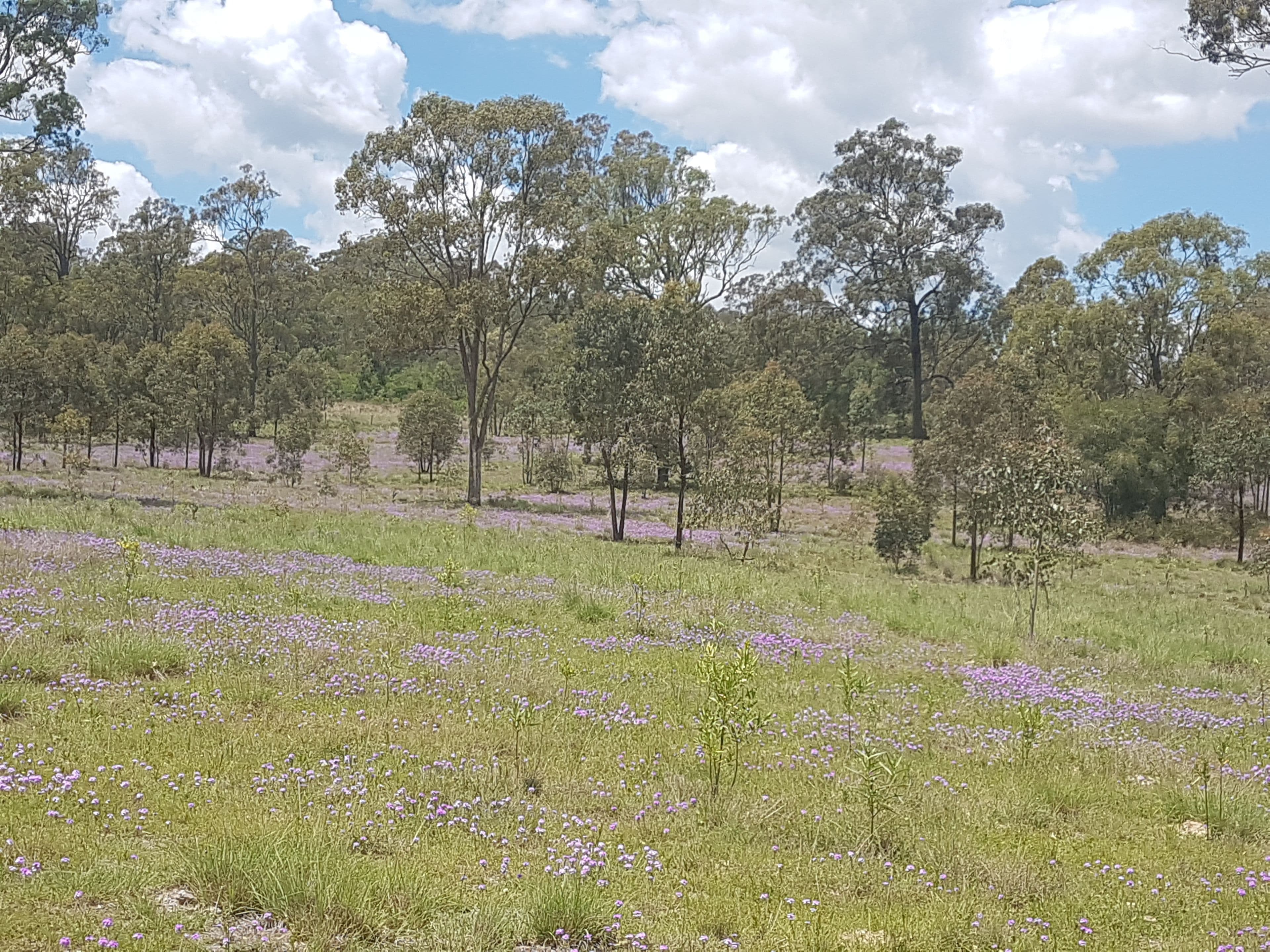 3303 New England Highway, Cooyar QLD 4402, Cooyar - Thumbnail 6