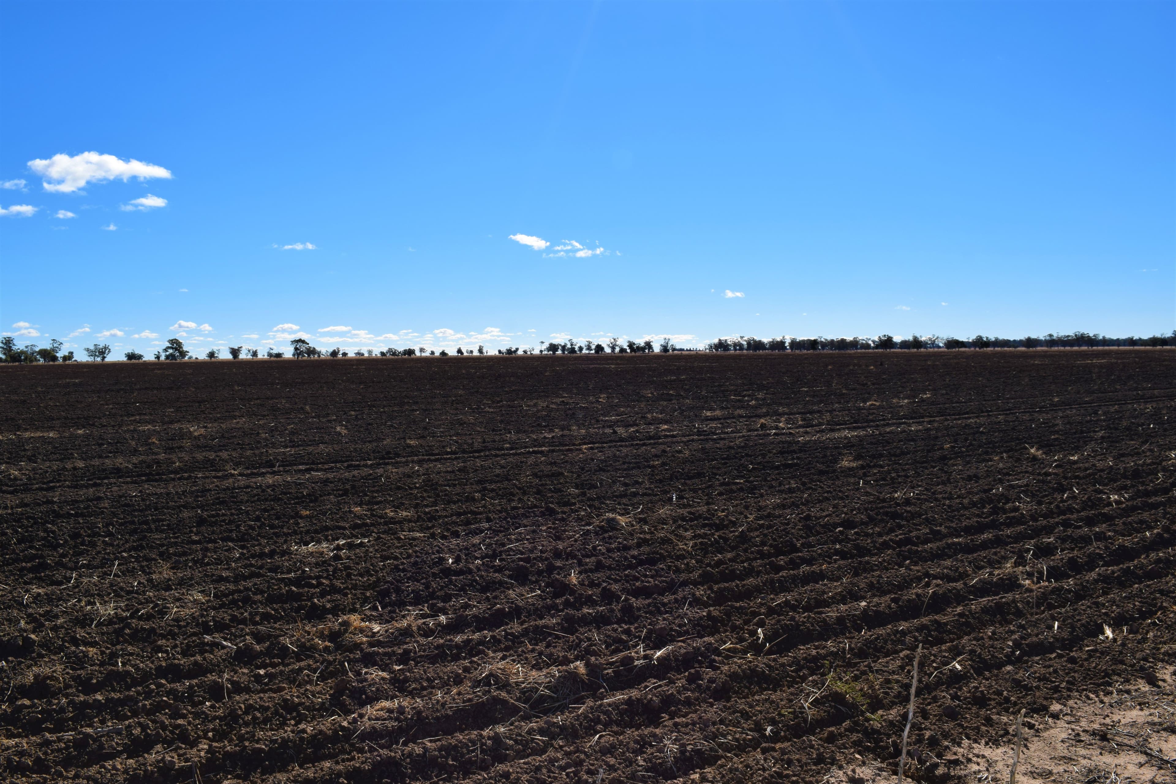 Rosehill and Windella, PEAK HILL NSW 2869, Peak Hill - Thumbnail 2
