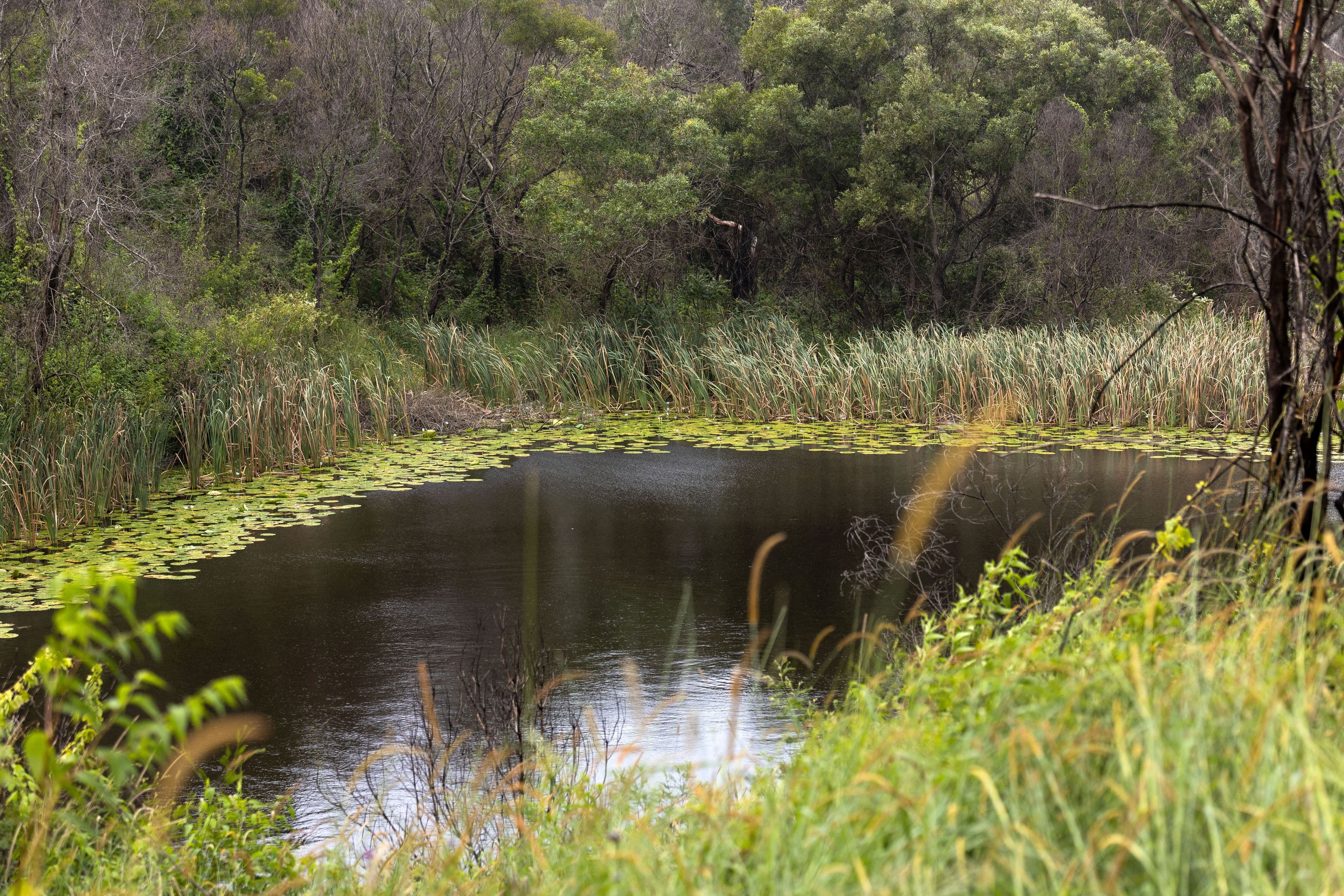 255 Careys Road, Hillville NSW 2430, Hillville - Thumbnail 6