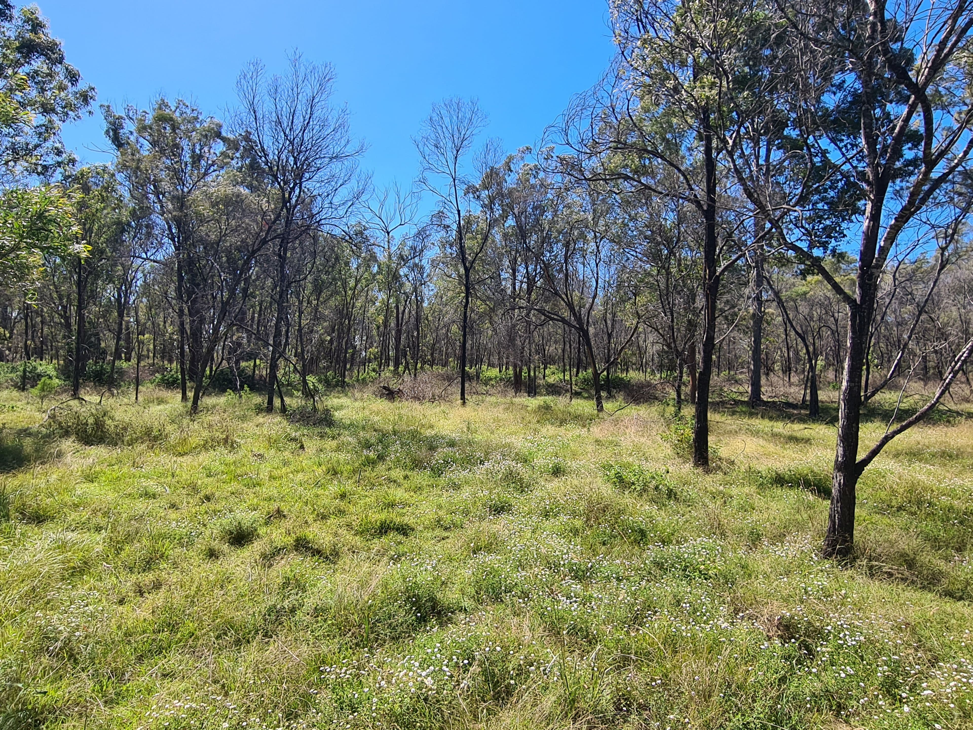 20 South Street, Crows Nest QLD 4355, Crows Nest - Thumbnail 2