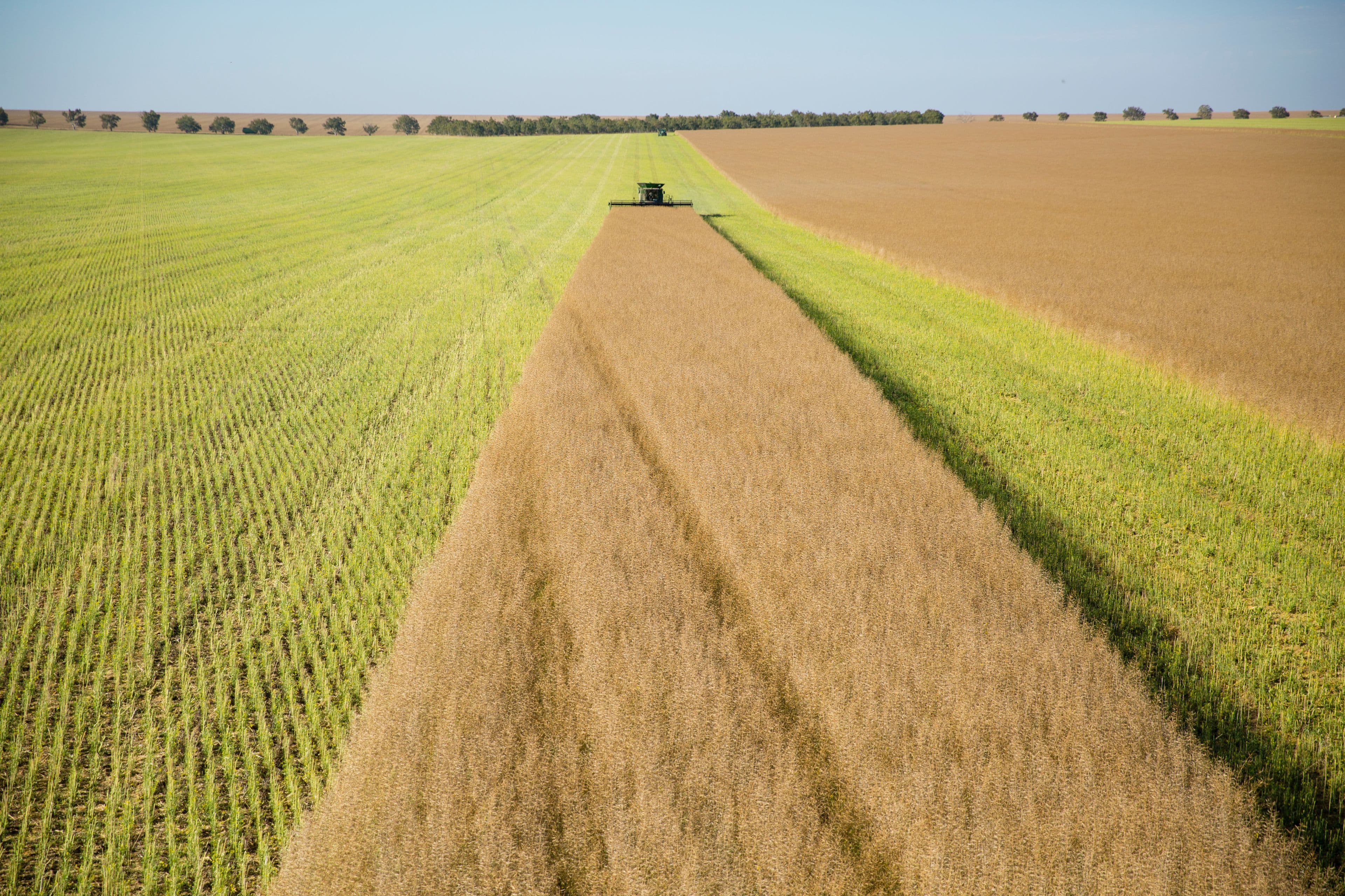 Erregulla Plains, Midlands Road, Mingenew WA 6522, Mingenew - Thumbnail 5