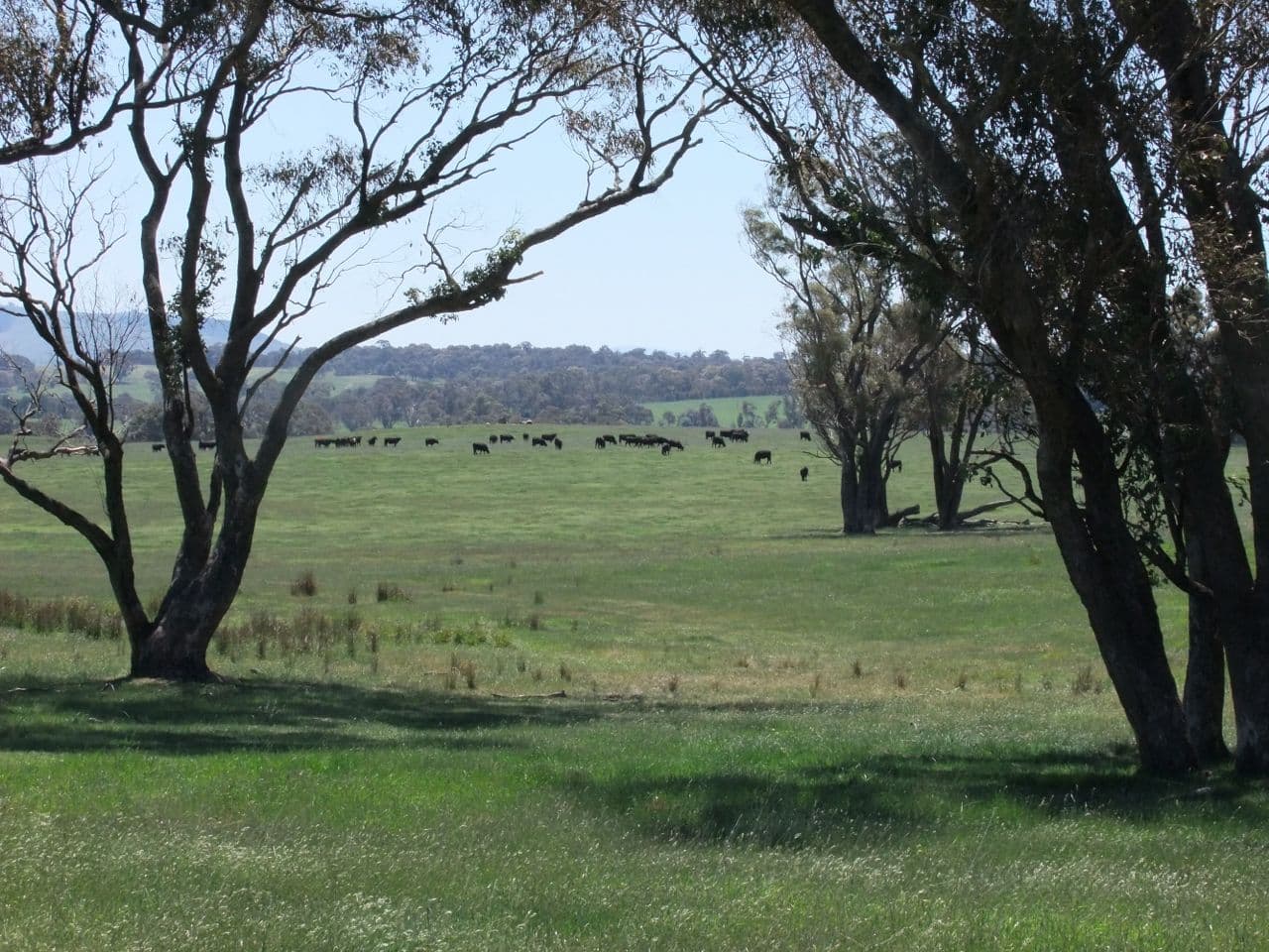 Neville NSW 2799, Neville - Image 1