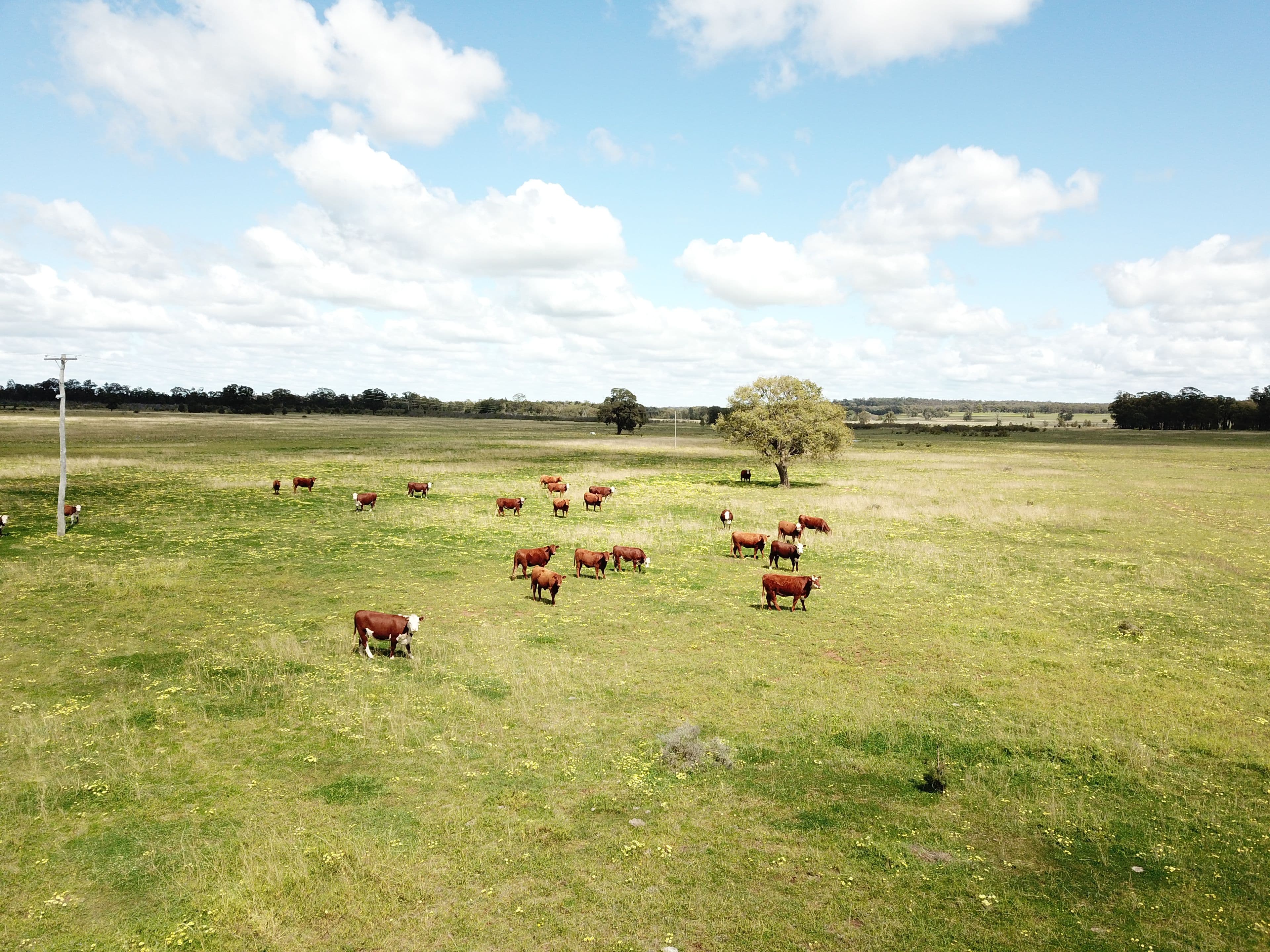'Mirfield' 119L Mendooran Road, Dubbo NSW 2830, Dubbo - Thumbnail 3