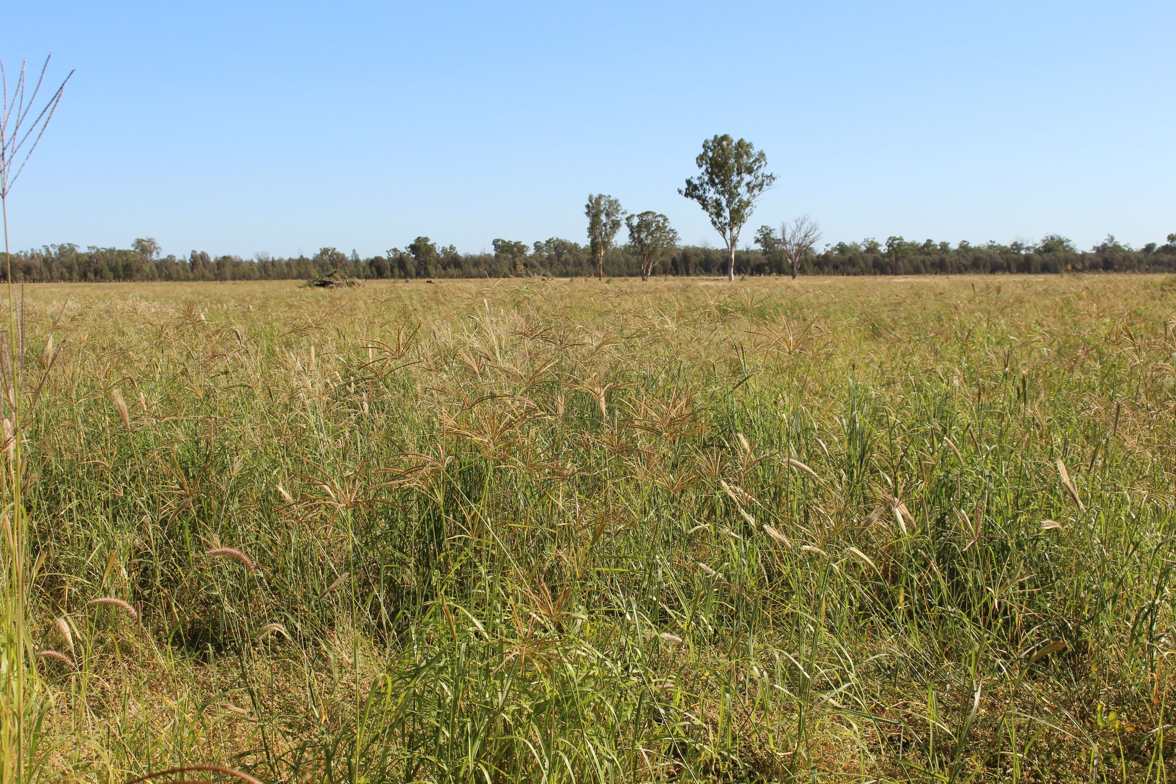 2811 Lockwood Rd, Kurrowah, Millmerran QLD 4357, Millmerran - Thumbnail 4