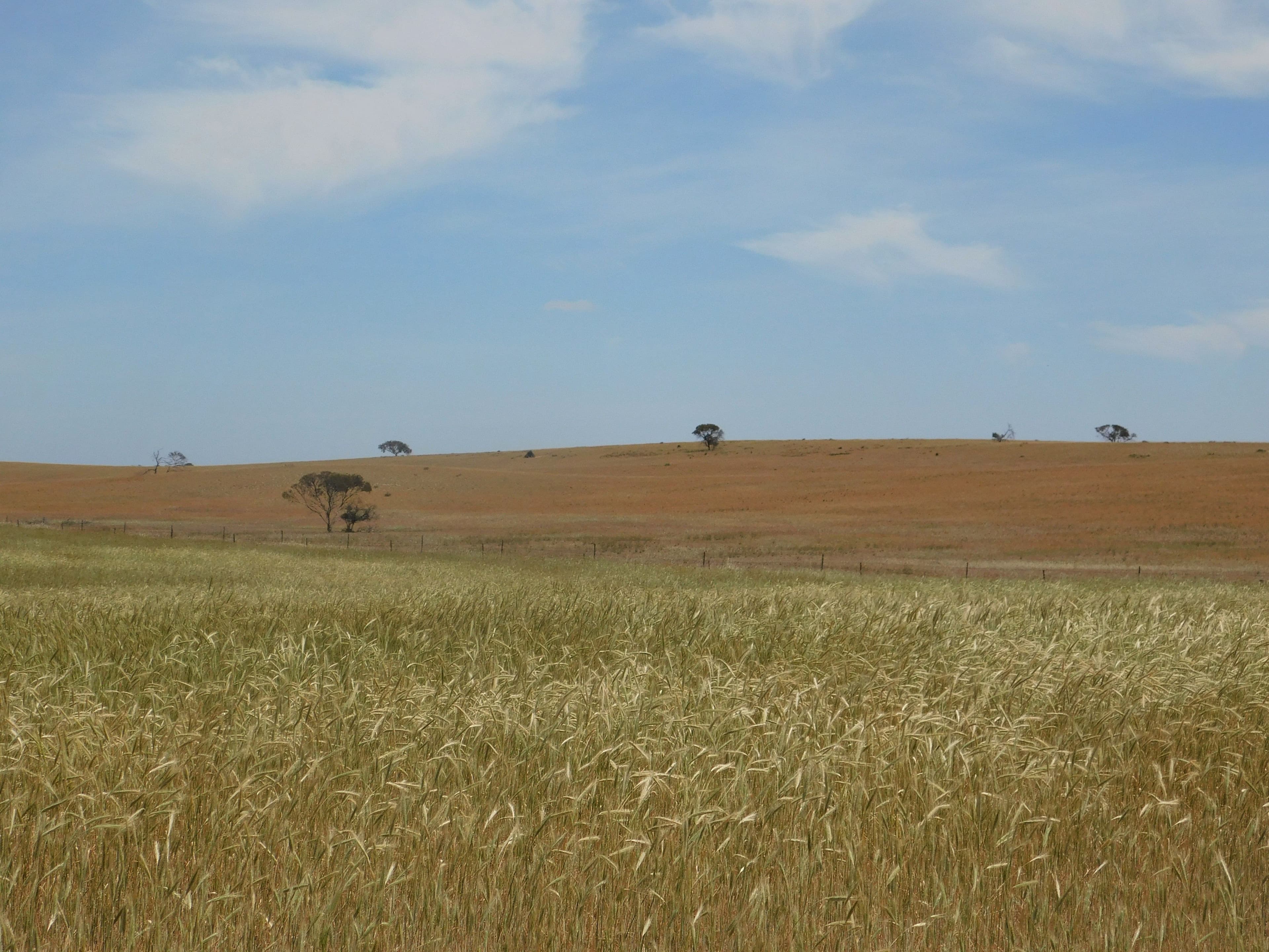 844 Prura Road, Lameroo SA 5302, Lameroo - Thumbnail 2