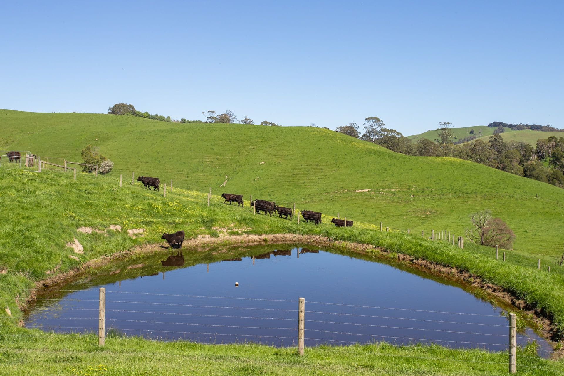 156 Fitzgeralds Road, Arawata VIC 3951, Arawata - Thumbnail 7