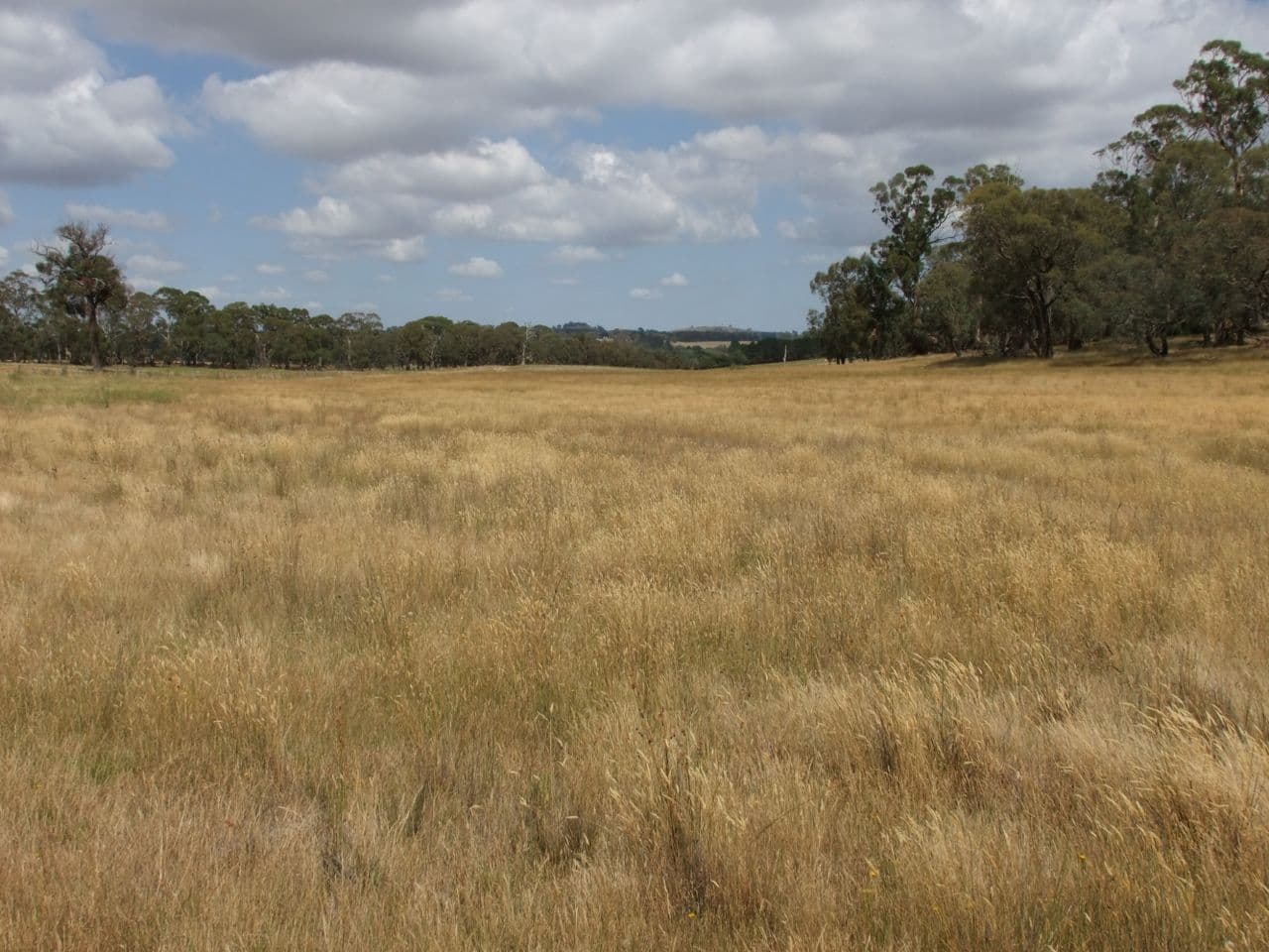 Neville NSW 2799, Neville - Thumbnail 7
