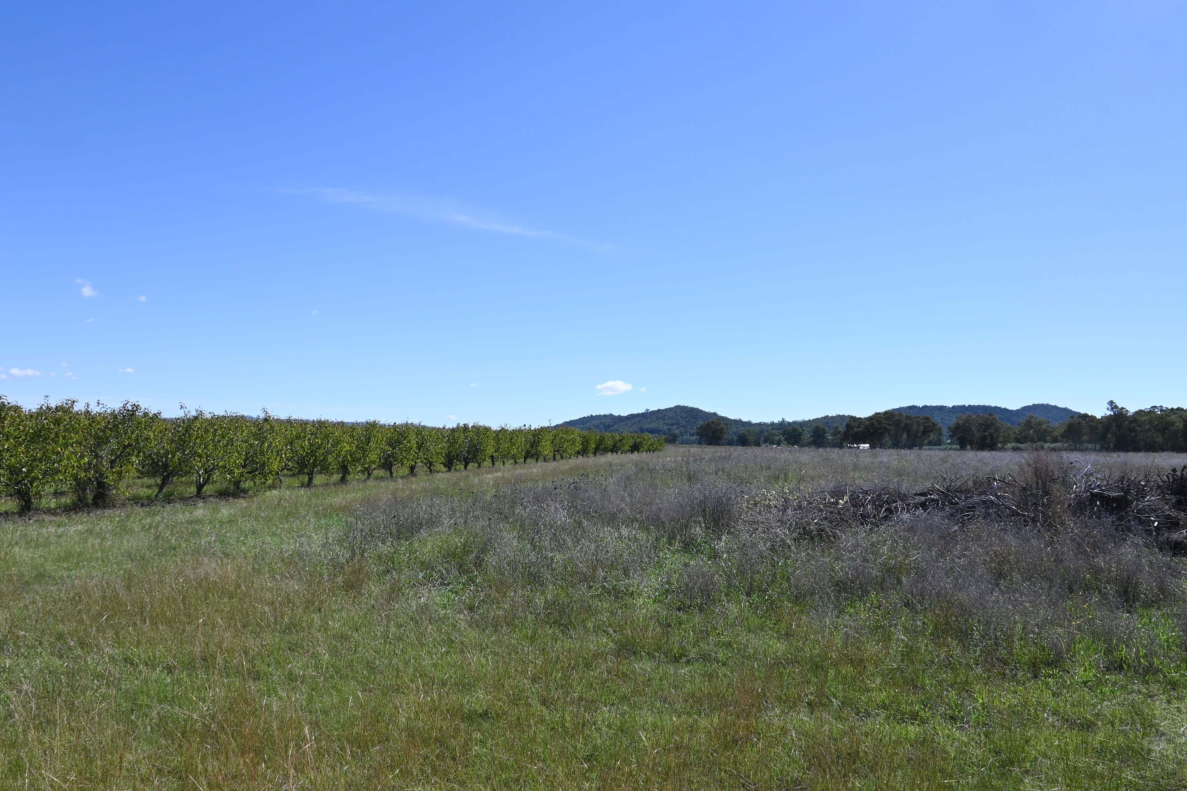 55 George Campbell Drive, Bombira NSW 2850, Bombira - Thumbnail 3