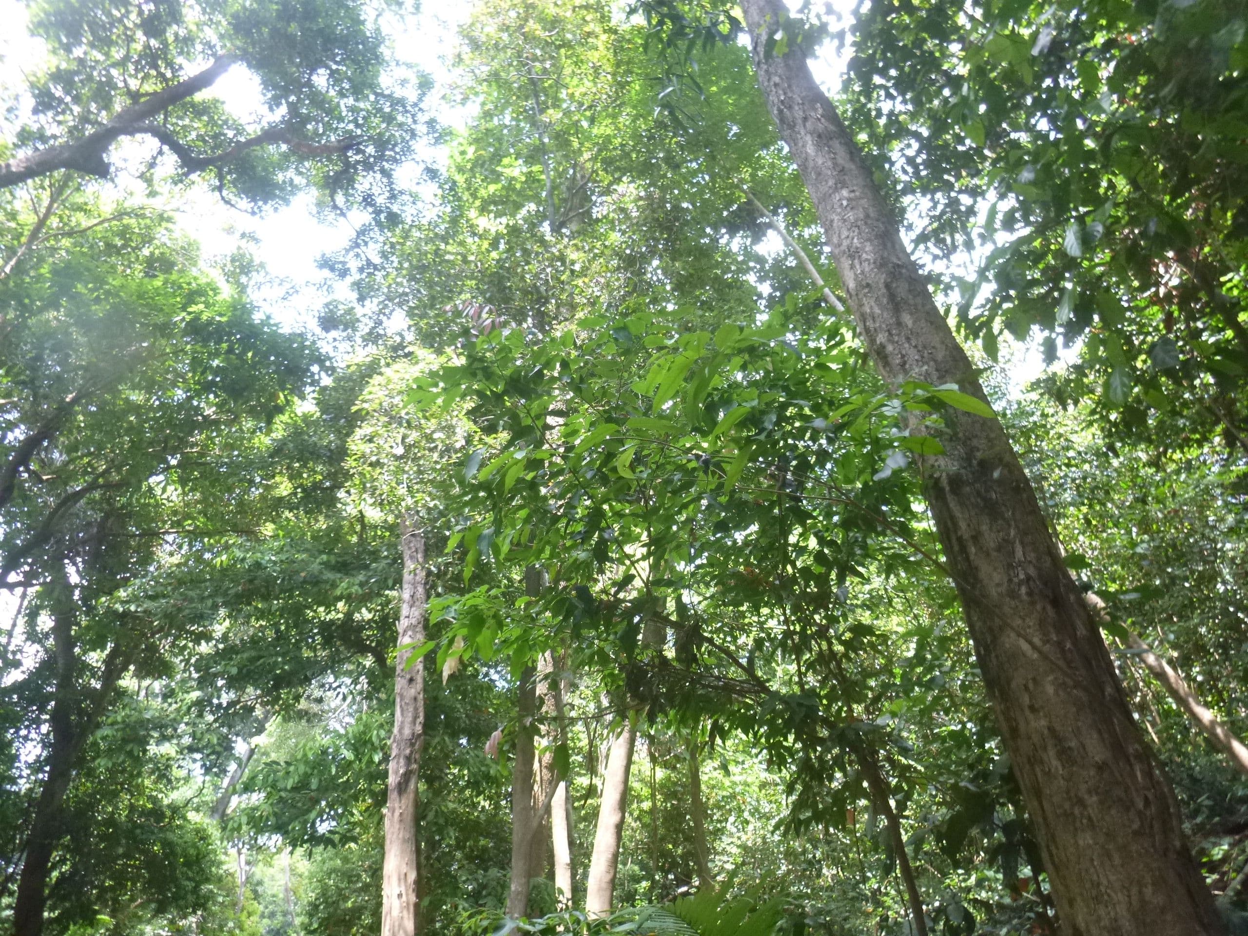 1957 Endeavour Valley Road, Cooktown QLD 4895, Cooktown - Thumbnail 5