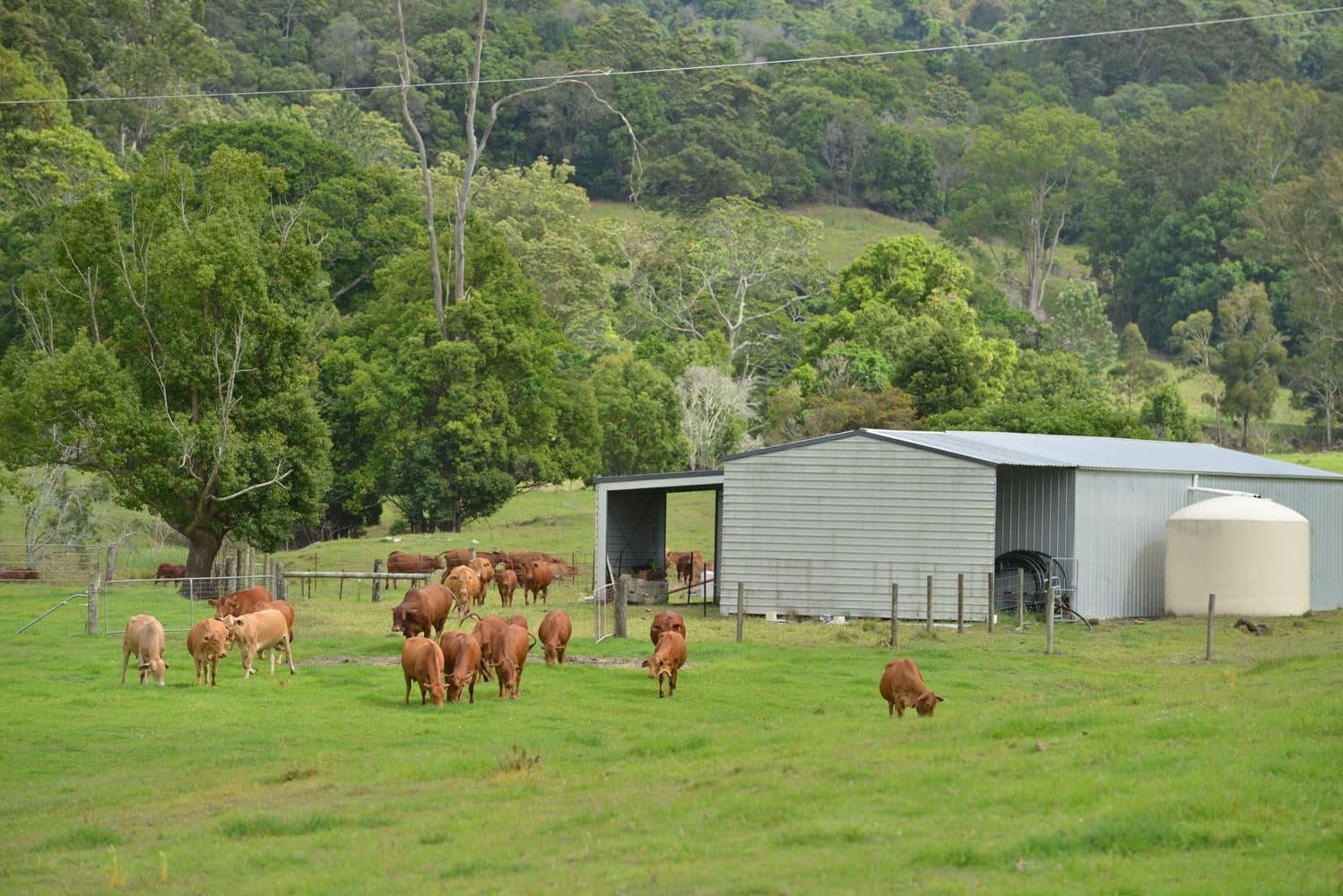 1179 Kilcoy Beerwah Road, Cedarton QLD 4514, Cedarton - Thumbnail 8