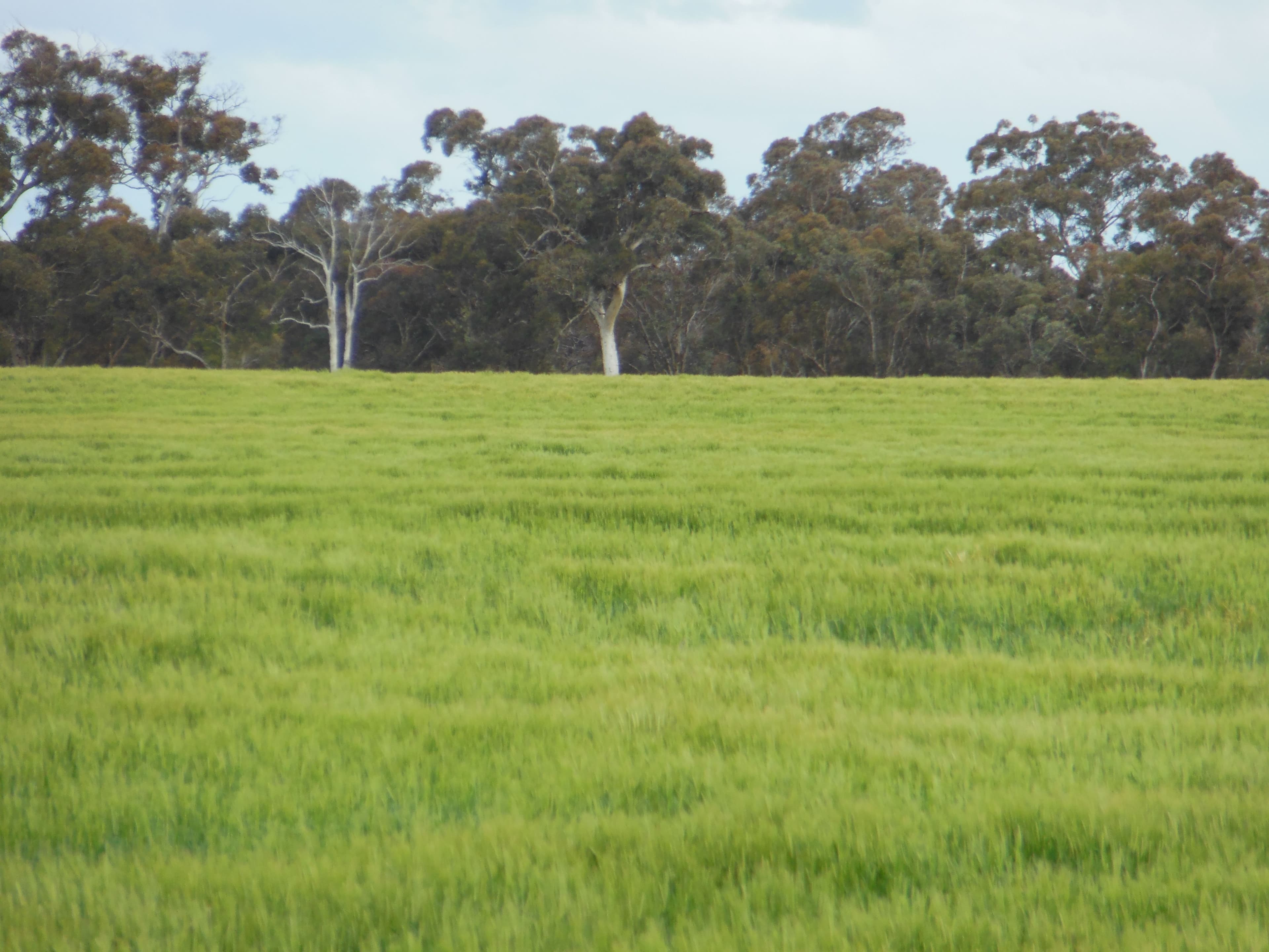 Uannup Road, CRANBROOK WA 6321, Cranbrook - Thumbnail 3