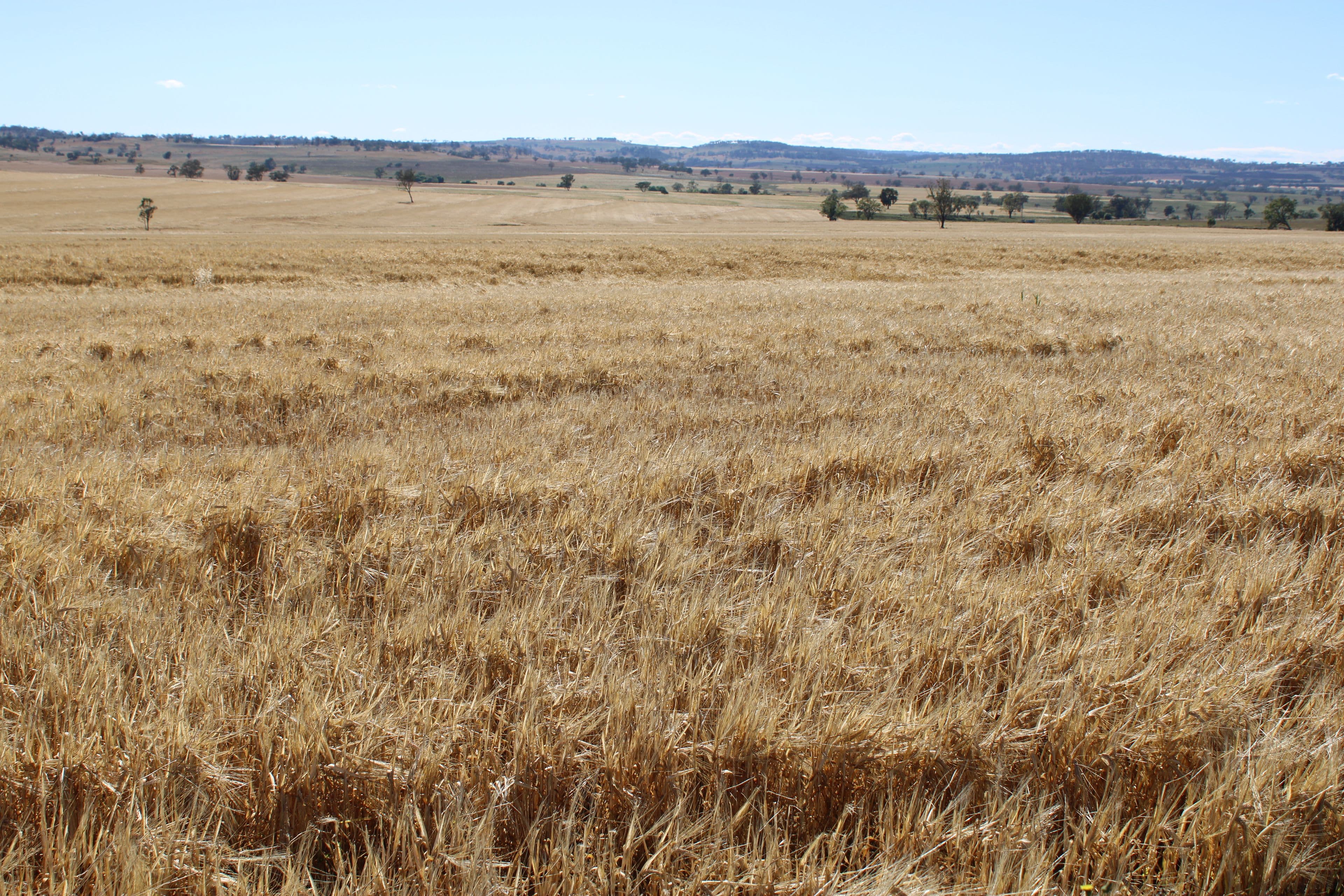 1 Glenesk Road, Delungra NSW 2403, Delungra - Thumbnail 3
