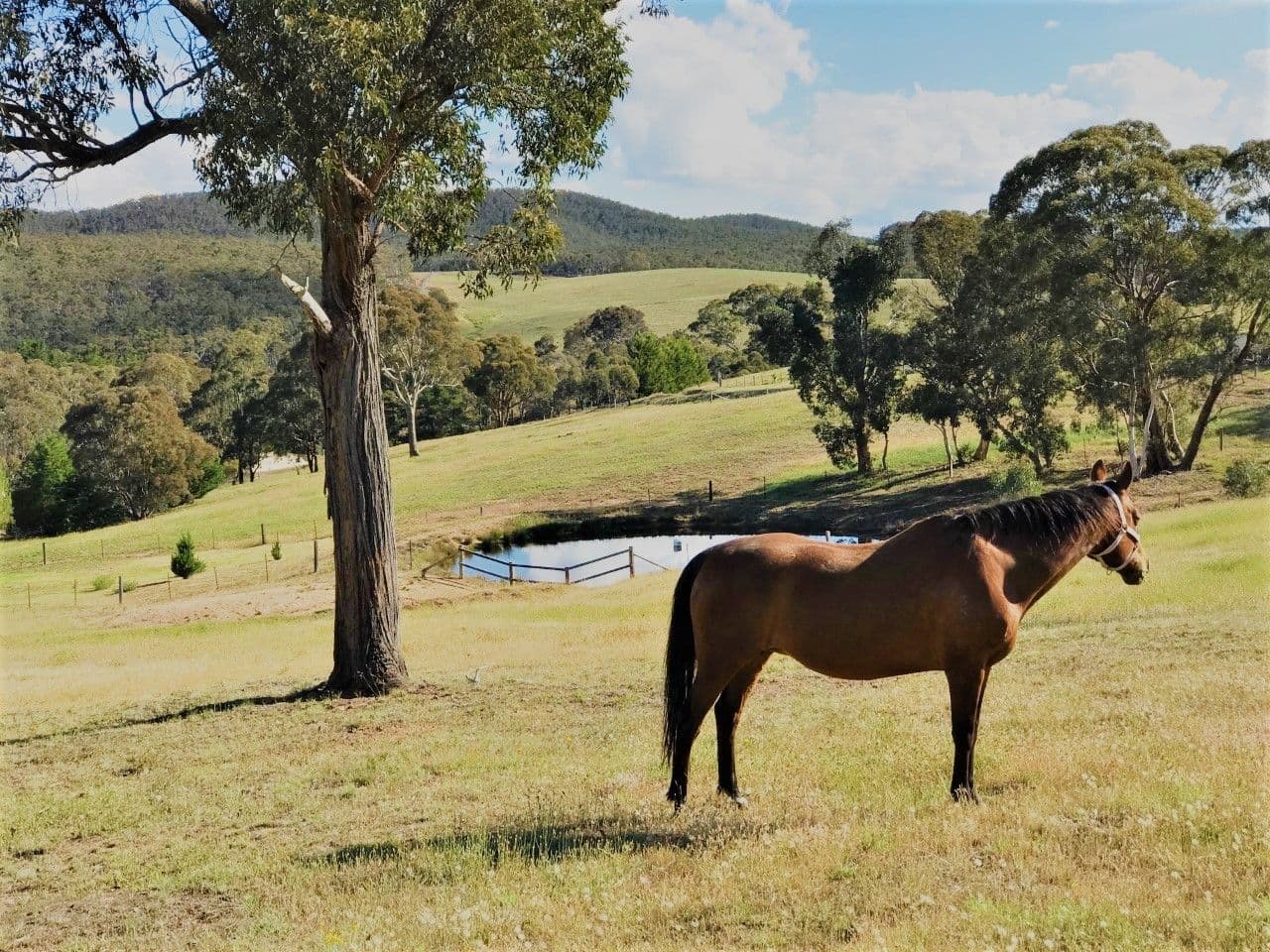 1262 Crookwell Road, Goulburn NSW 2580, Goulburn - Thumbnail 3