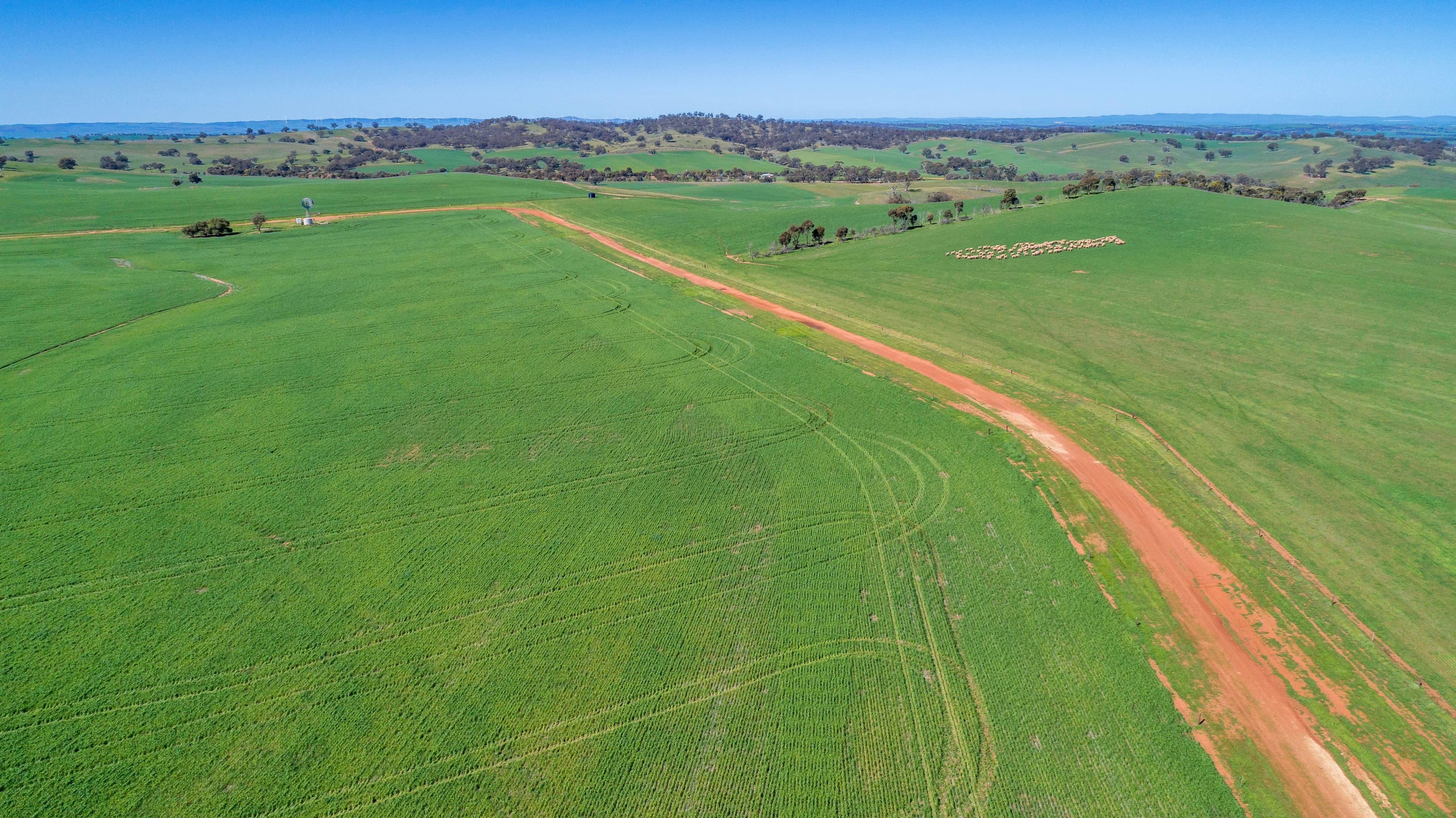 'Pinerow' Lot 782 Horrocks Highway, Wongyarra SA 5481, Wongyarra - Thumbnail 5