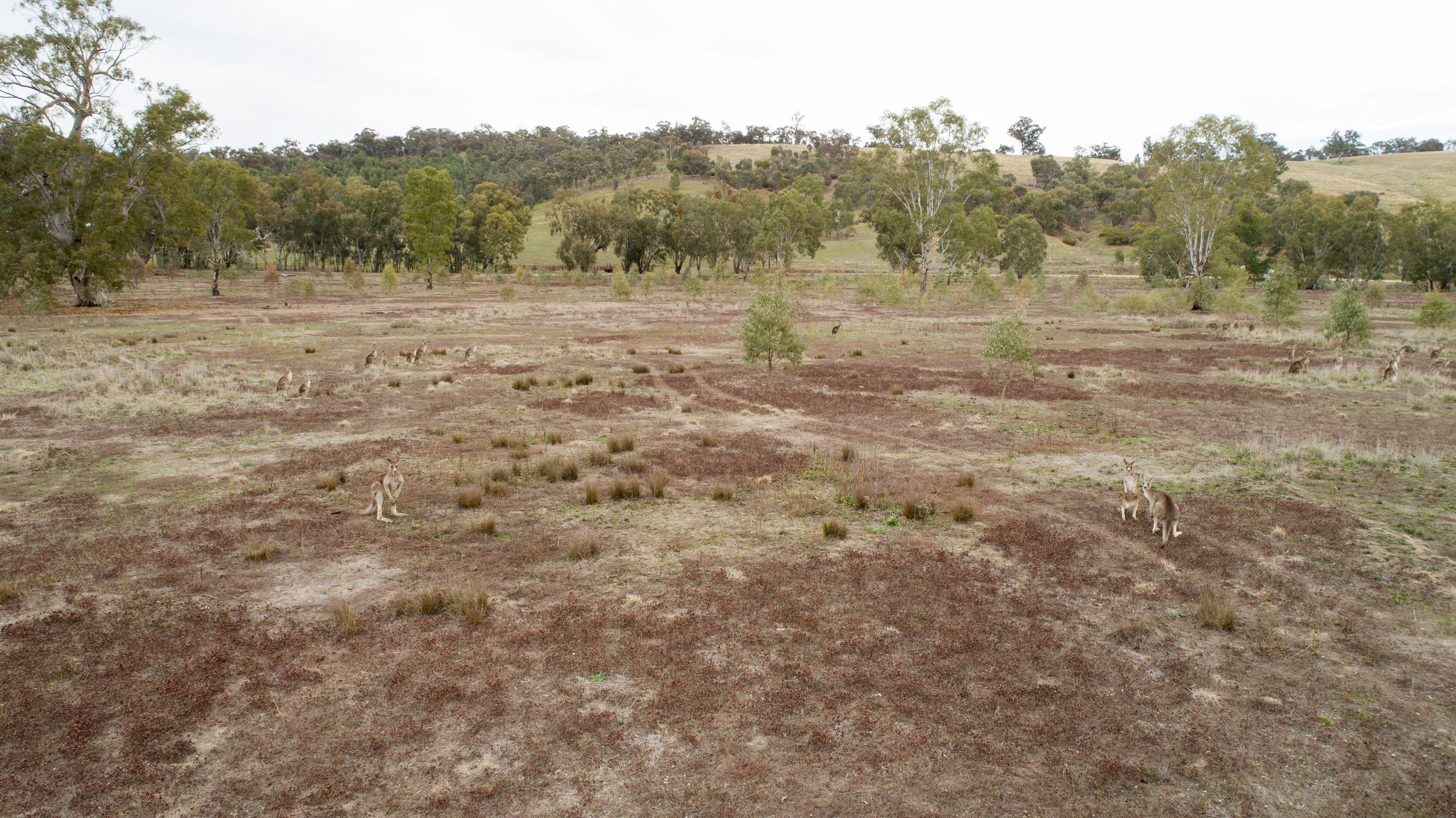 192 Roach Road, Moorong NSW 2650, Moorong - Thumbnail 2