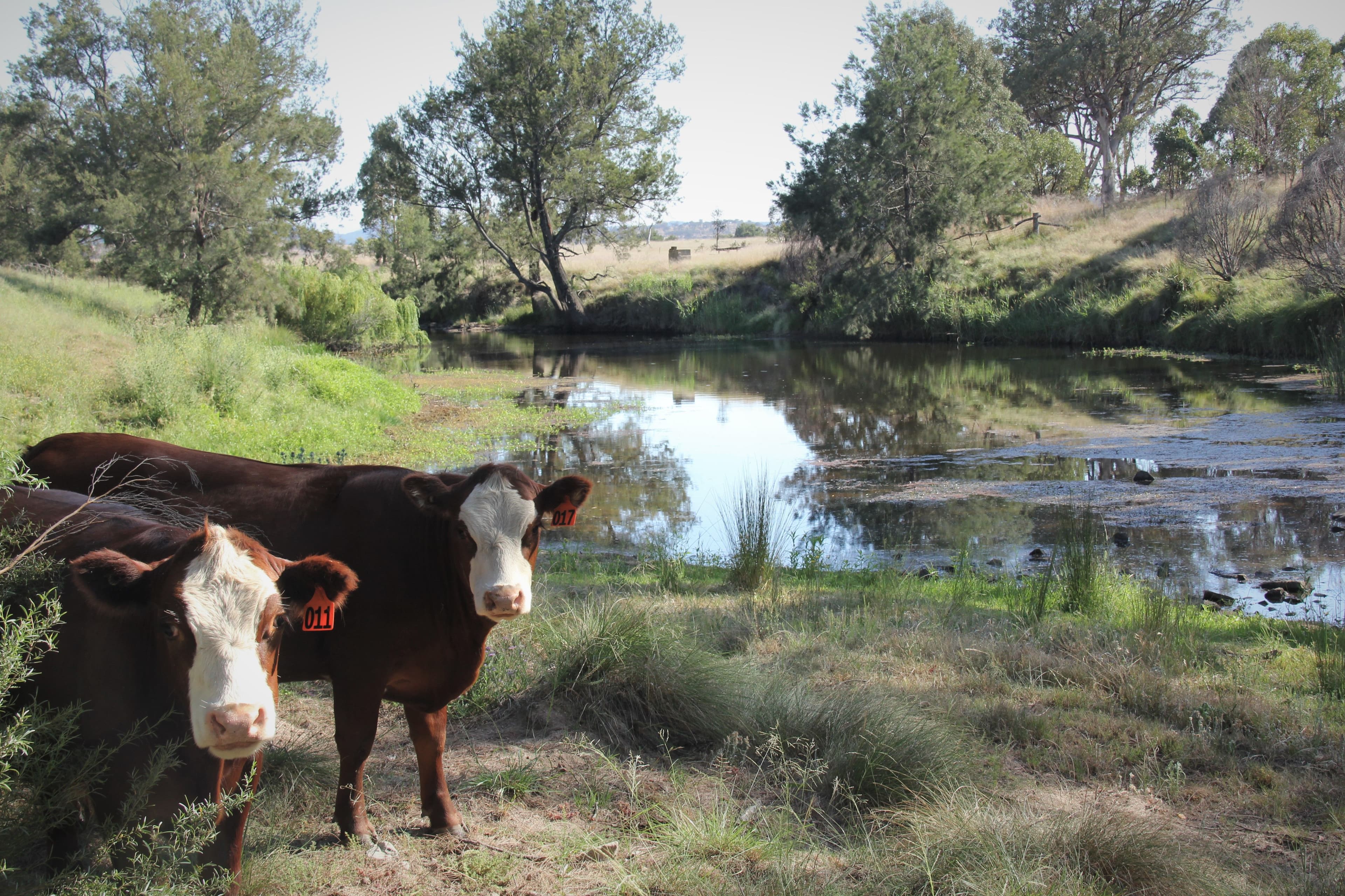 77 Tarban Loop Road, Tenterfield NSW 2372, Tenterfield - Thumbnail 8