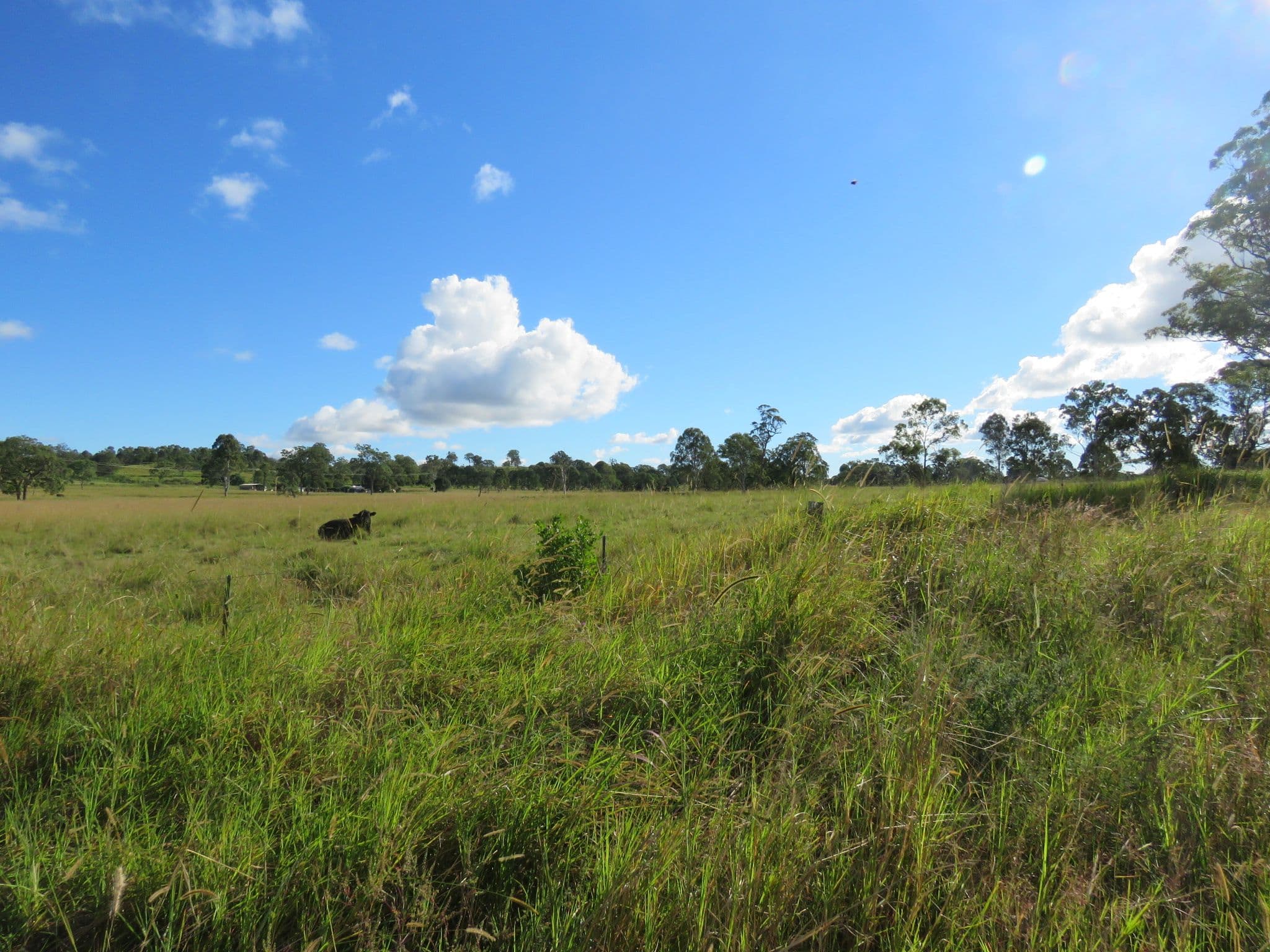 1 Toohey Road, Caniaba NSW 2480, Caniaba - Thumbnail 4