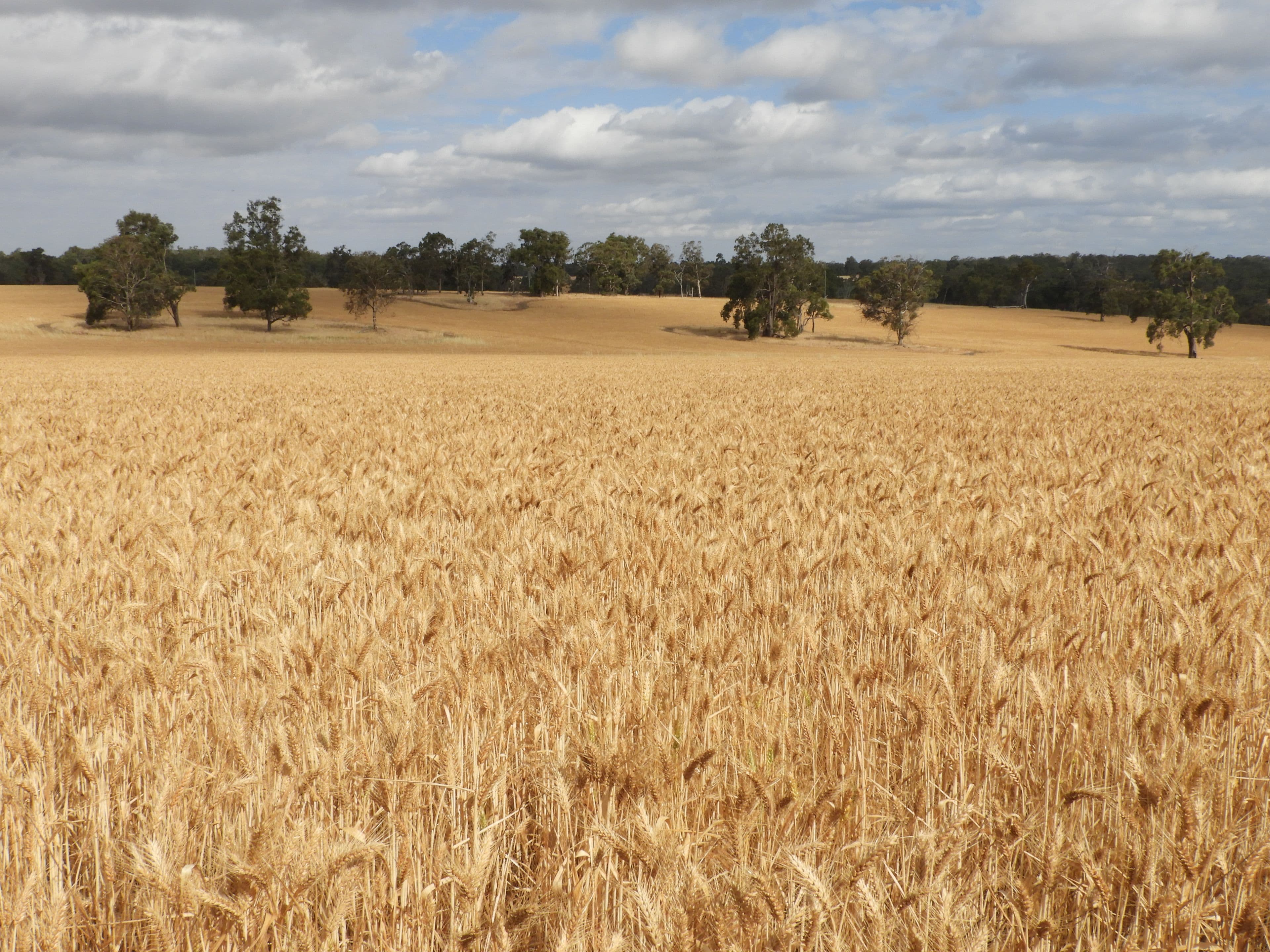 550 Inkpen Road, Copley WA 6562, Copley - Thumbnail 5