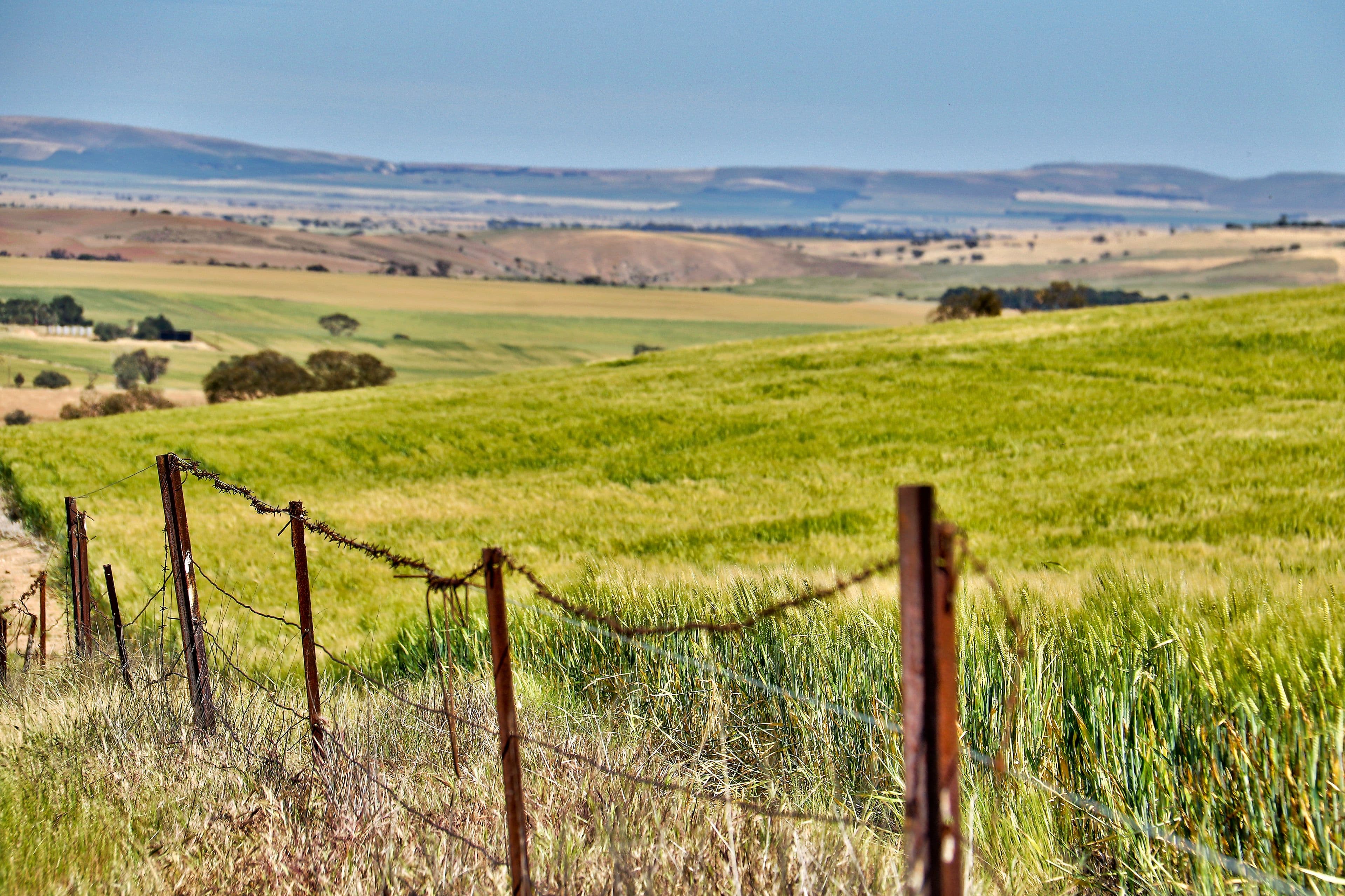 "Twin Valleys" Yacka-Andrews Road, Yacka SA 5470, Yacka - Thumbnail 3