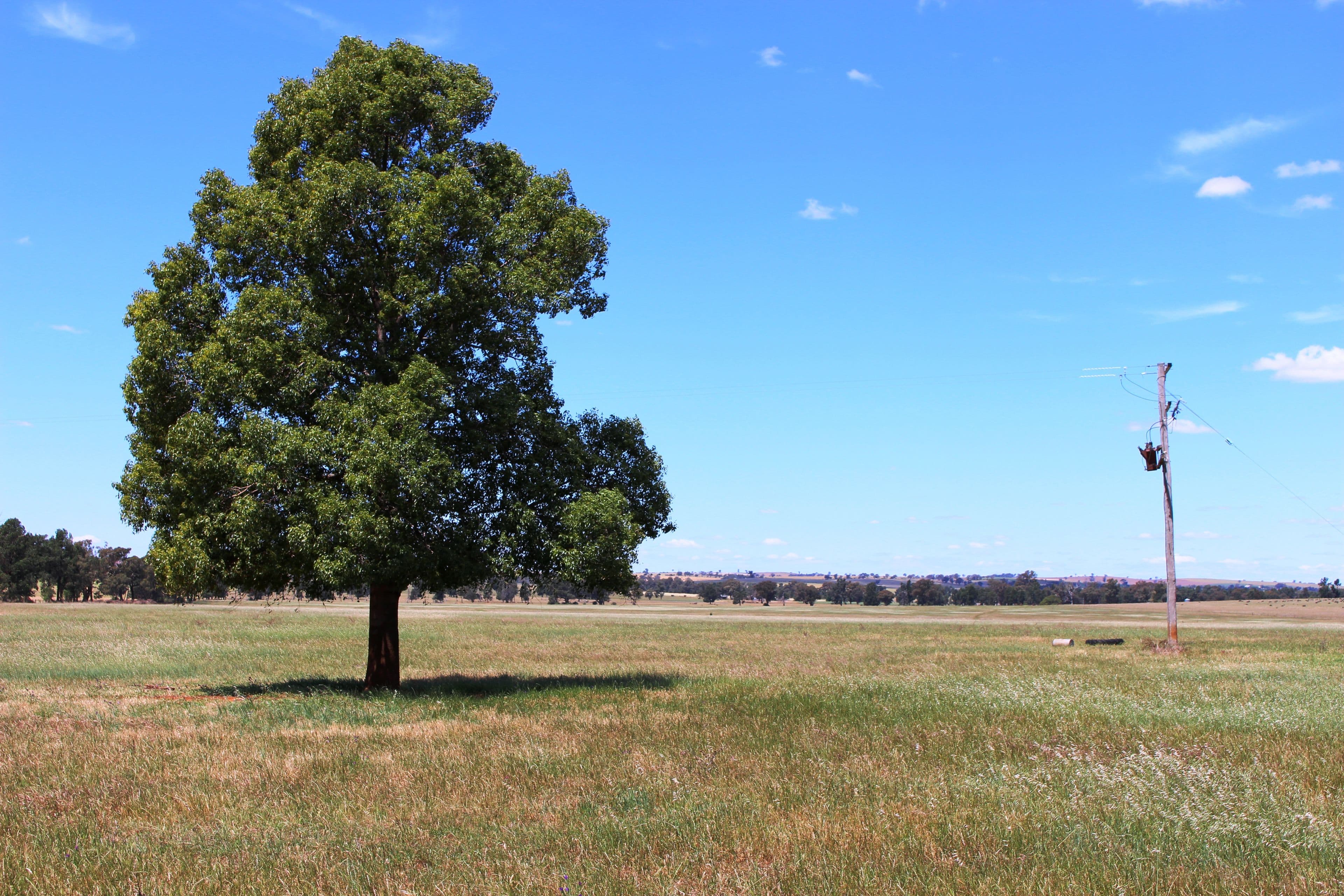 Coolamon NSW 2701, Coolamon - Thumbnail 4
