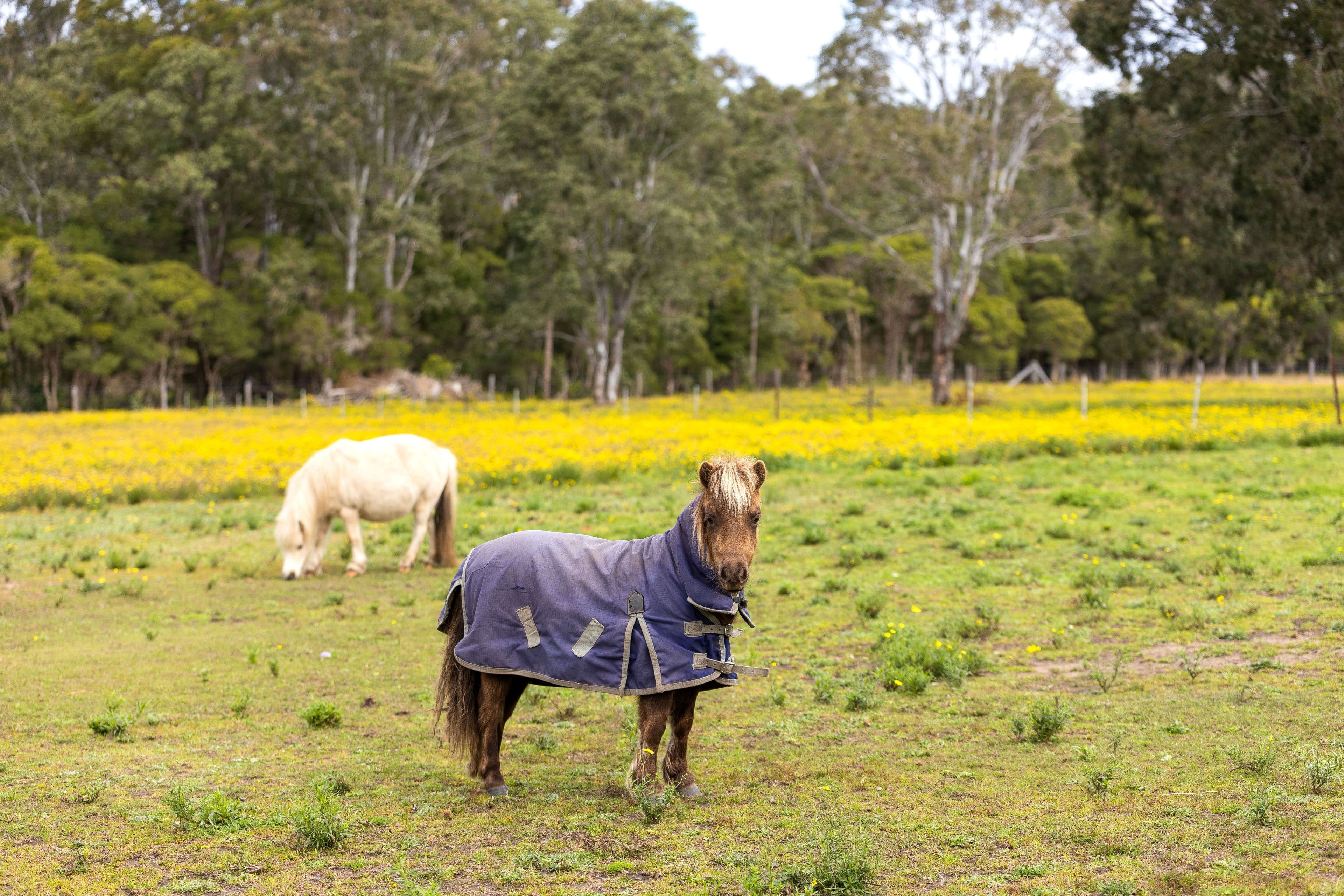 25 Sunrise Lane, Wingham NSW 2429, Wingham - Thumbnail 2