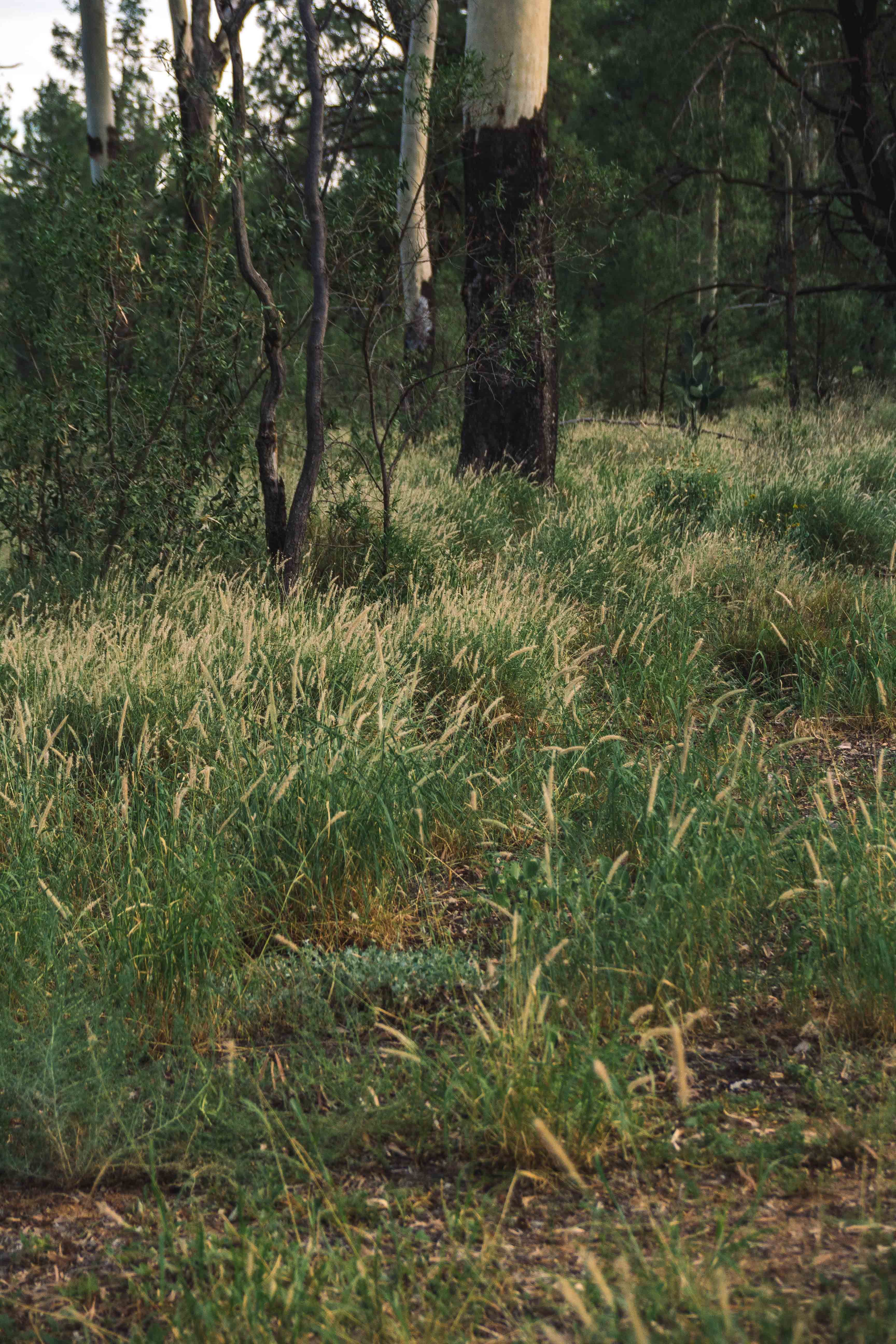 0 Banjarra Drive, Charleville QLD 4470, Charleville - Thumbnail 6