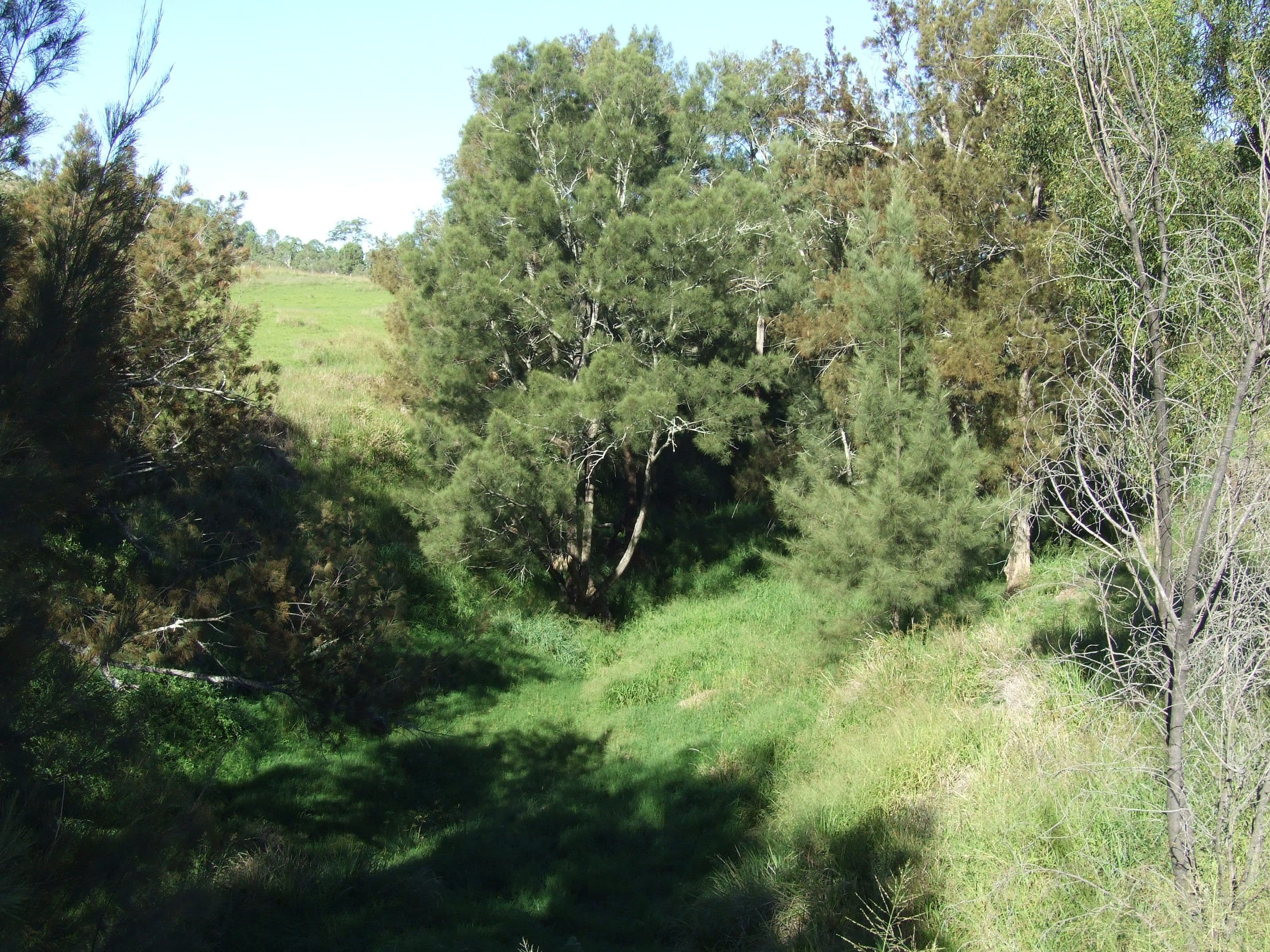 L11 Pierce Creek Road, Emu Creek QLD 4355, Emu Creek - Thumbnail 7