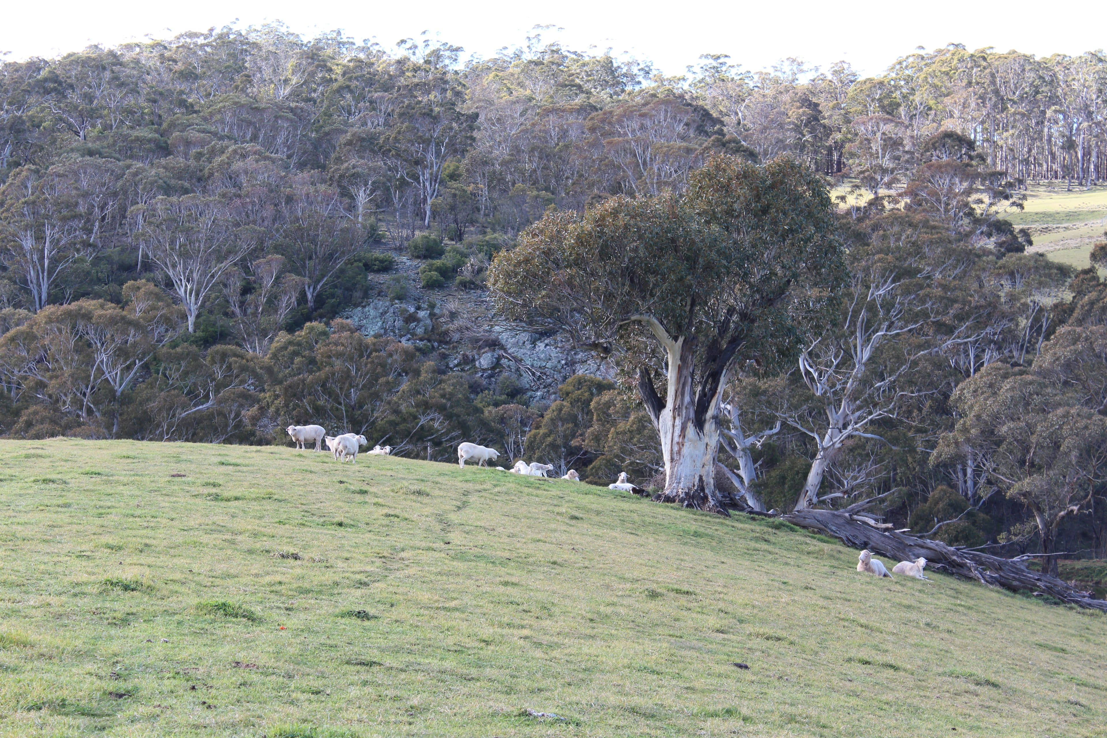 607 Jaunter Road, Oberon NSW 2787, Oberon - Thumbnail 2