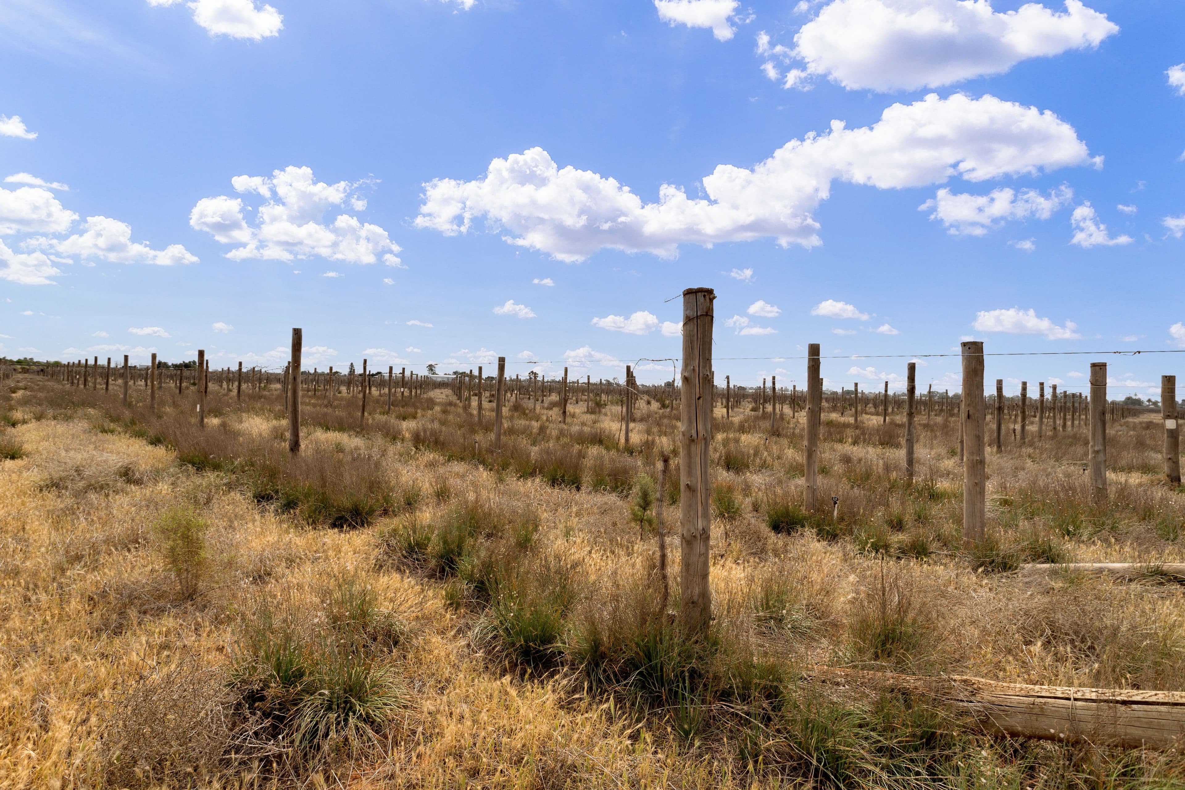 37 Fraser Drive, Merbein VIC 3505, Merbein - Thumbnail 3