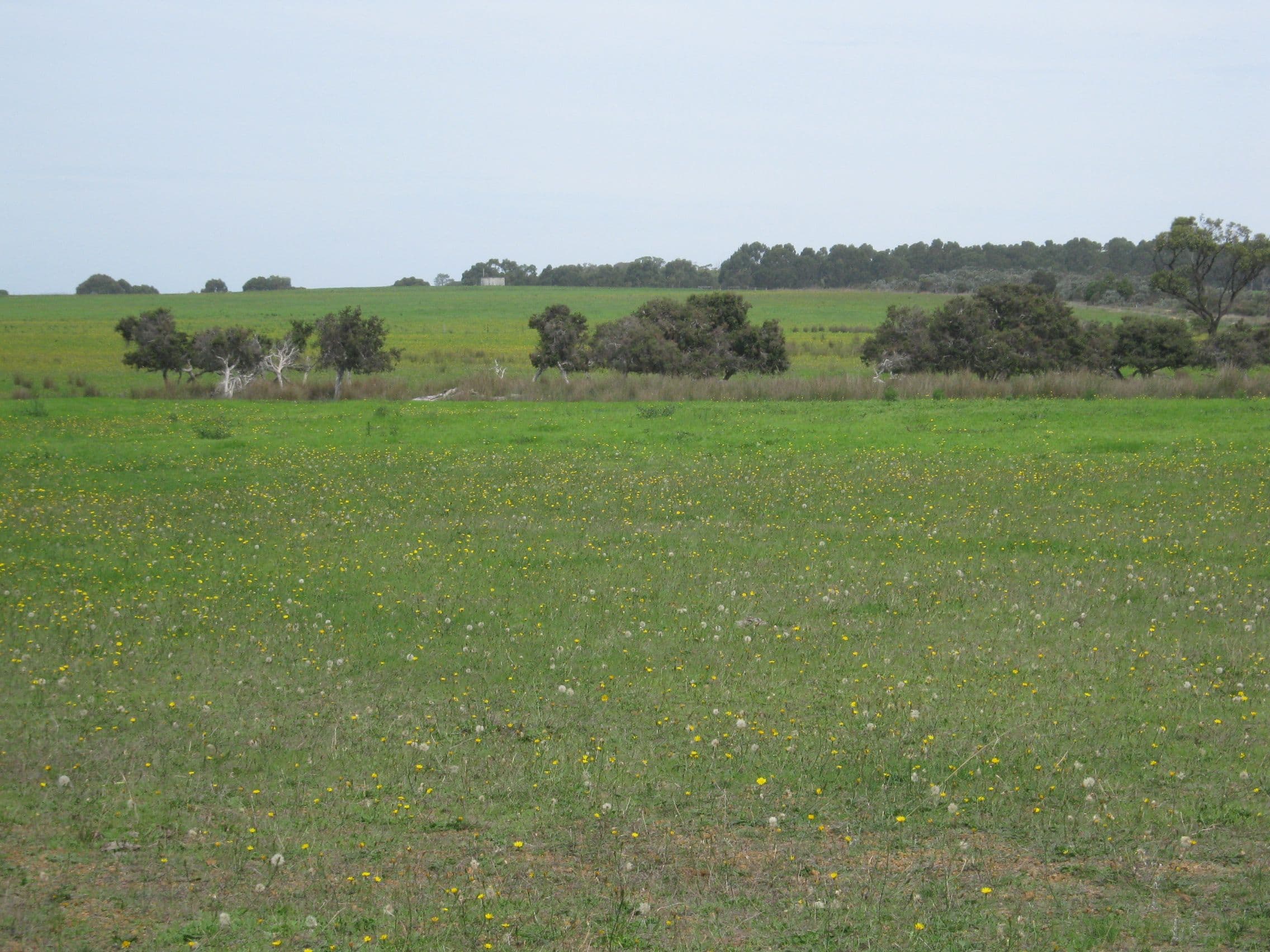 Lot 1 Myrup Road, Myrup WA 6450, Myrup - Image 1