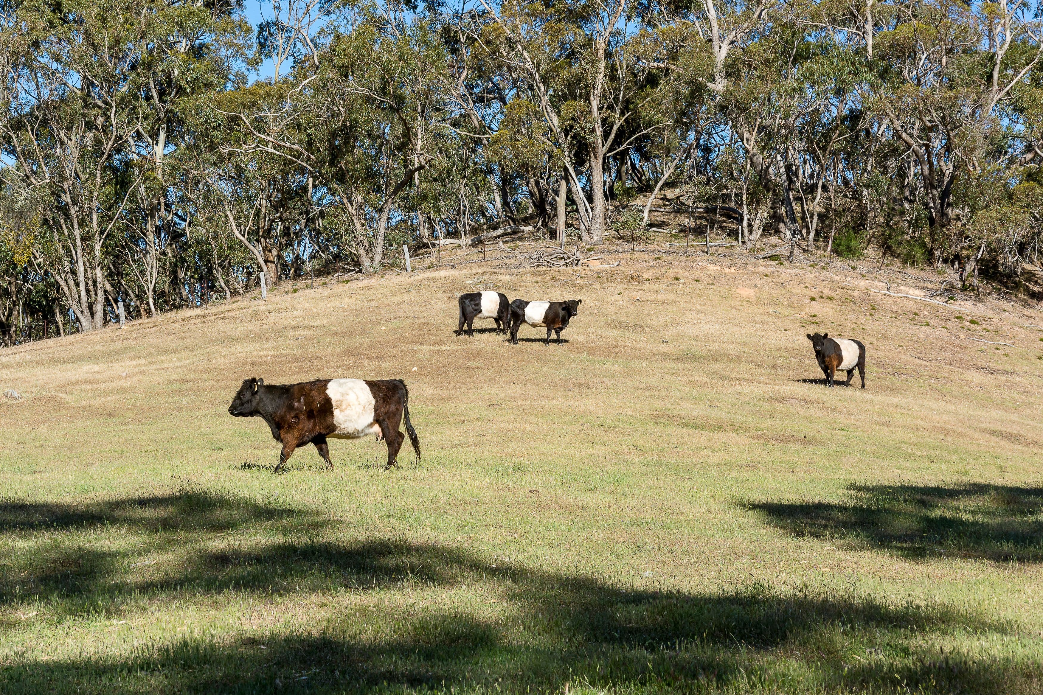 200 Quinns Road, Forreston SA 5233, Forreston - Thumbnail 2