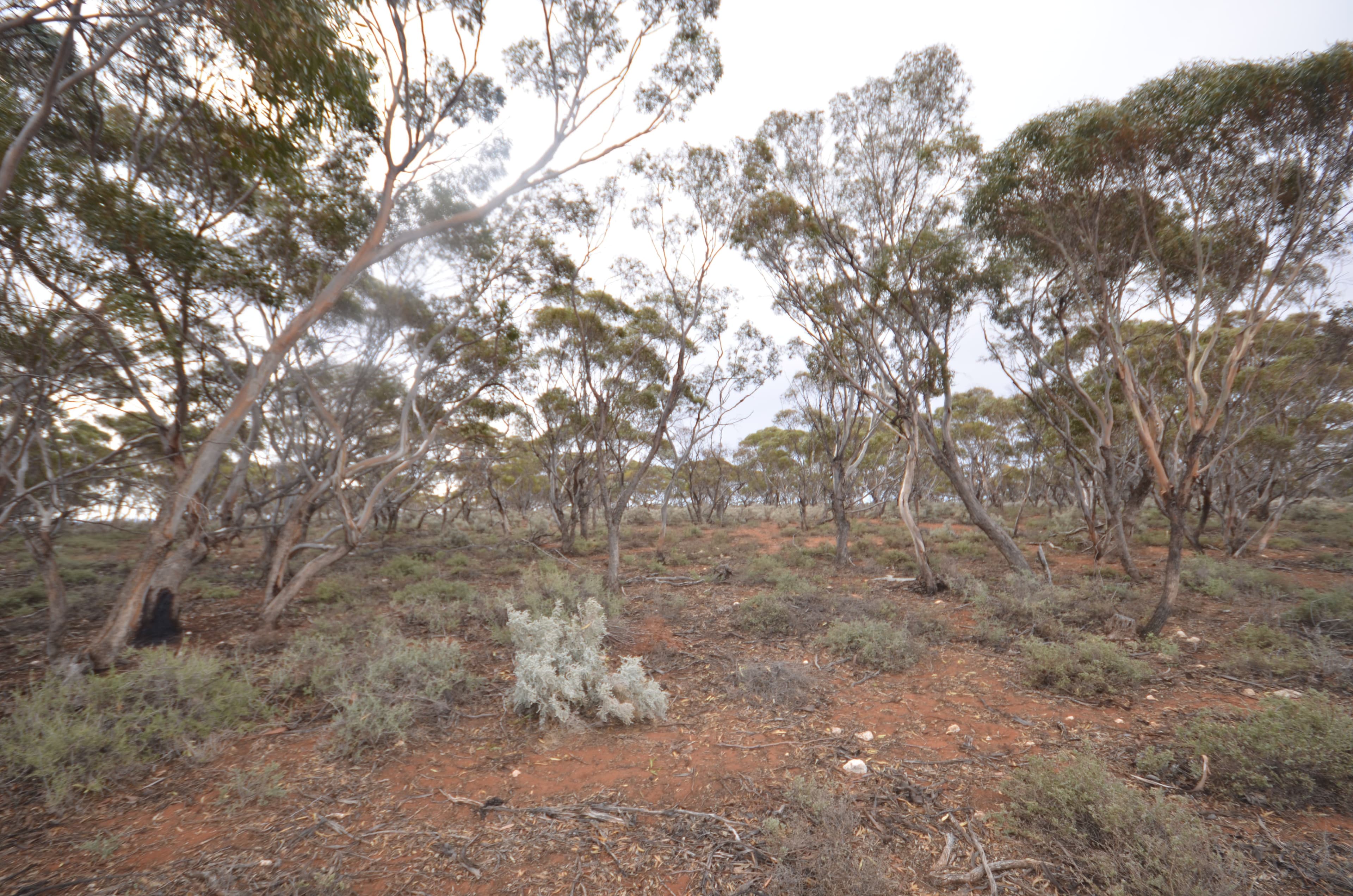 Lot 28 Dreckow Road, Bower SA 5374, Bower - Thumbnail 8